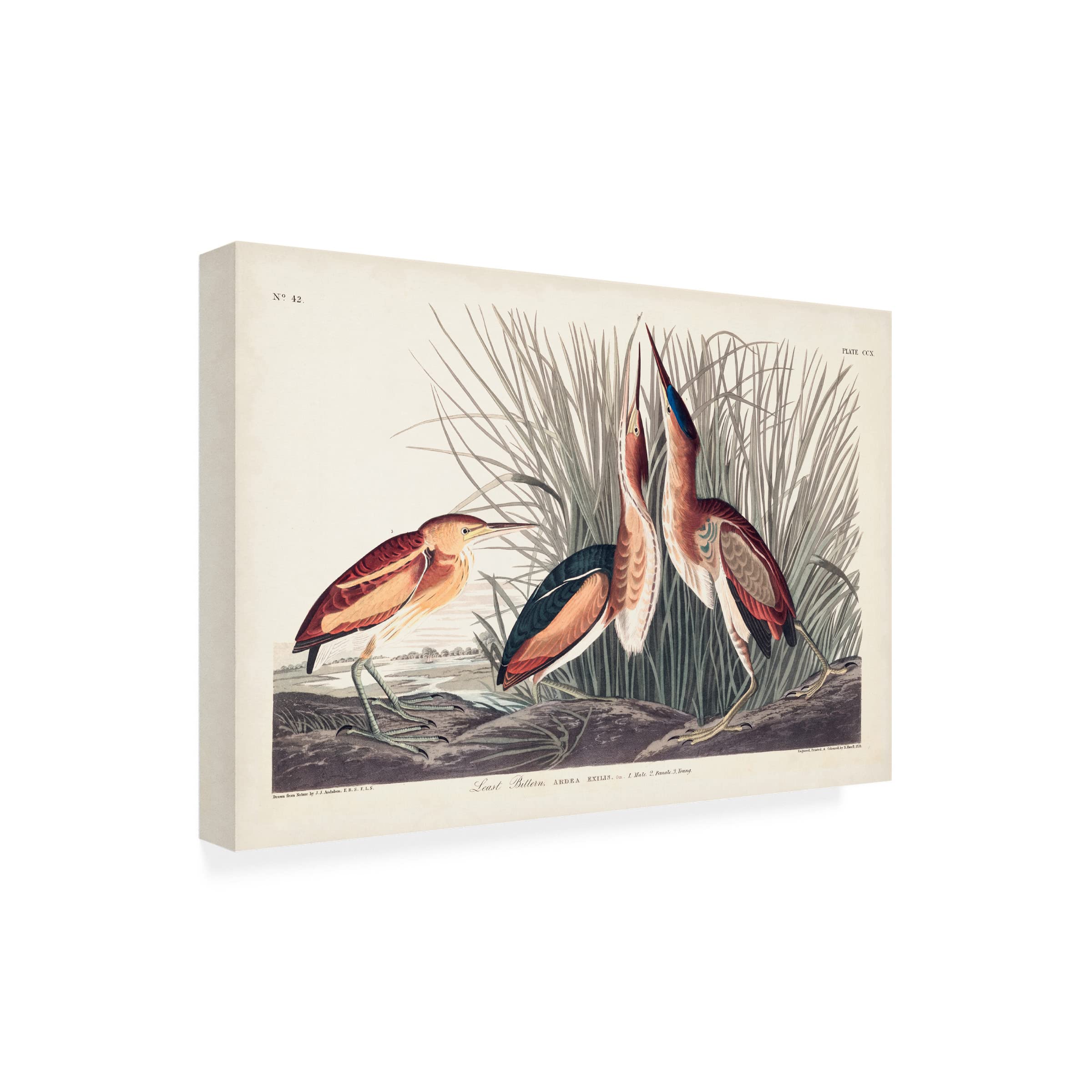 Trademark Fine Art 'Least Bittern' Canvas Wall Art by John James Audubon - 30x47 Inches, Wildlife Bird Painting for Home & Office Decor