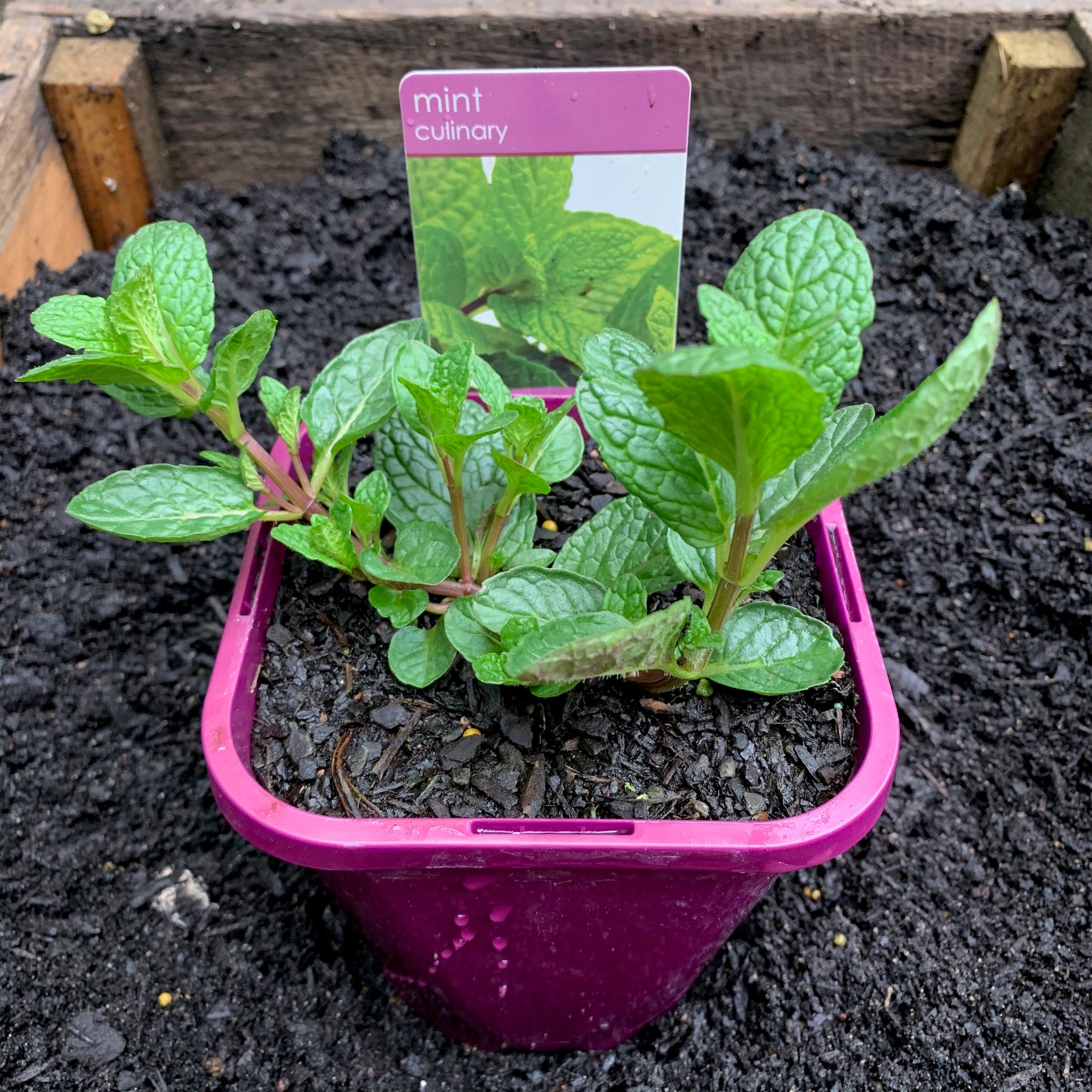 Fresh Mint Leaves - Organic & Natural for Cooking, Tea & Cocktails - Perfect for Home Chefs & Mixologists - Great for Mojitos, Salads & Desserts