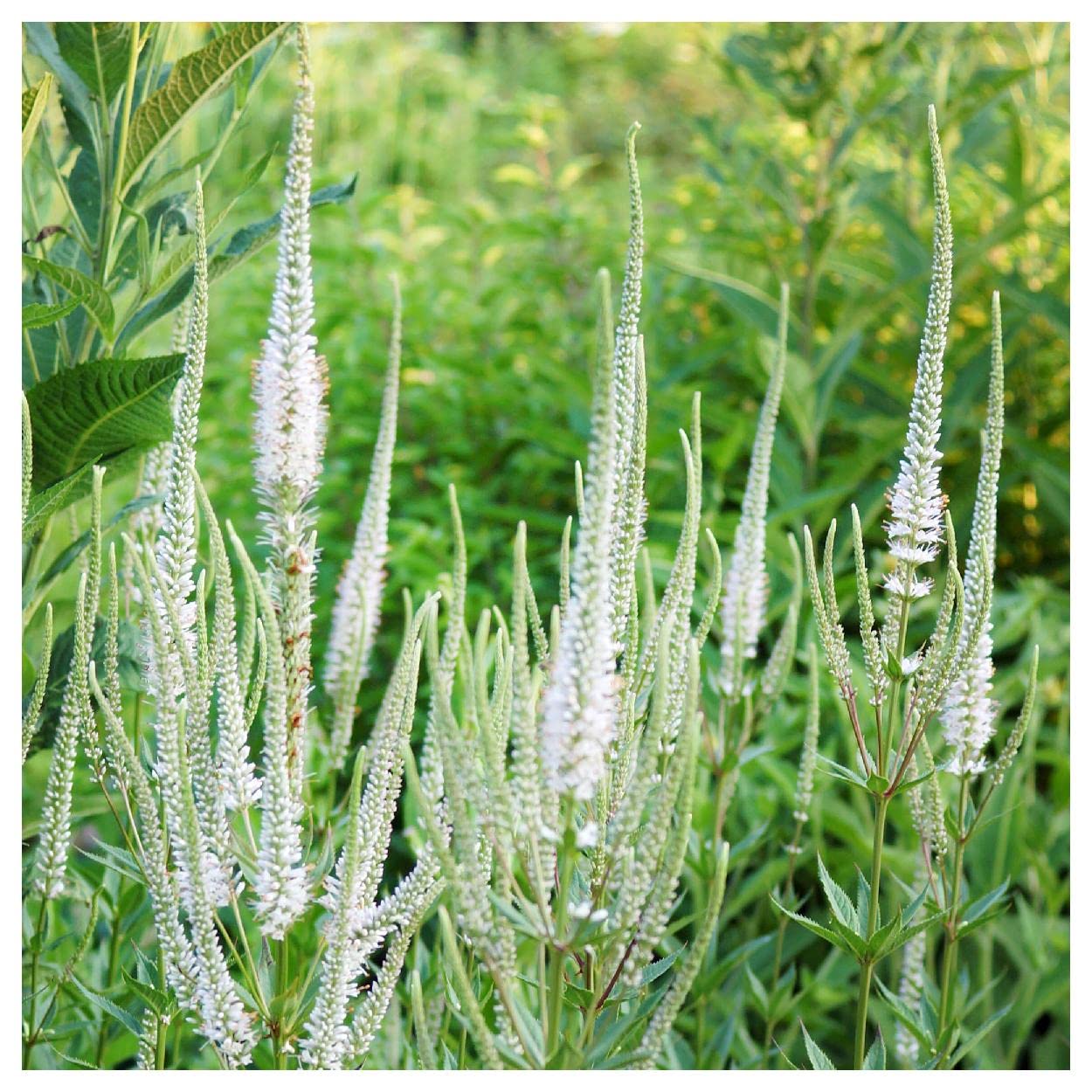 Everwilde Farms - 2000 Culver's Root Native Wildflower Seeds - Gold Vault Seed Packet for Pollinator Gardens & Natural Landscaping