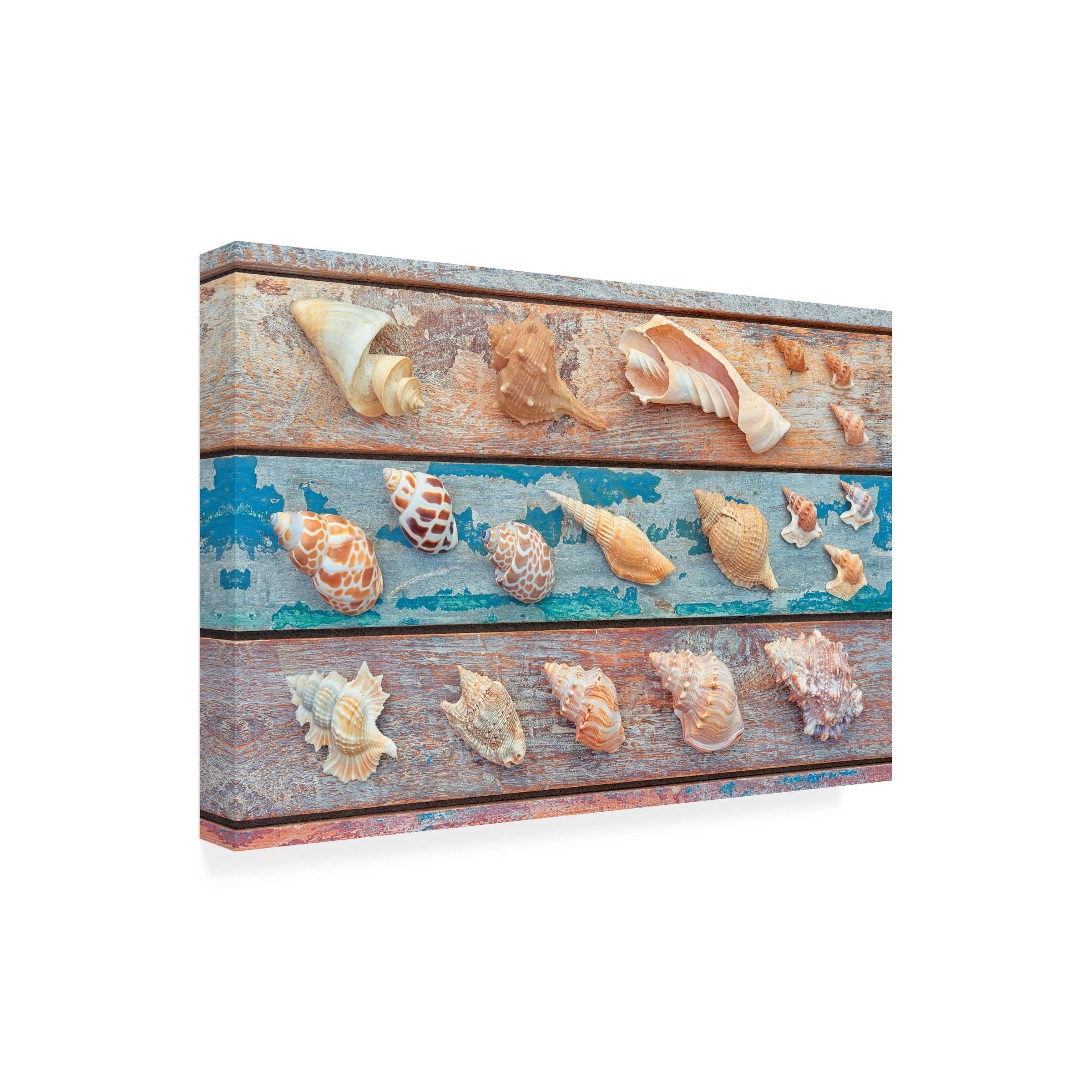 Trademark Fine Art 'Sea Snail Shells' Canvas Wall Art by Cora Niele - Coastal Beach House Decor, Ocean Themed Living Room Painting