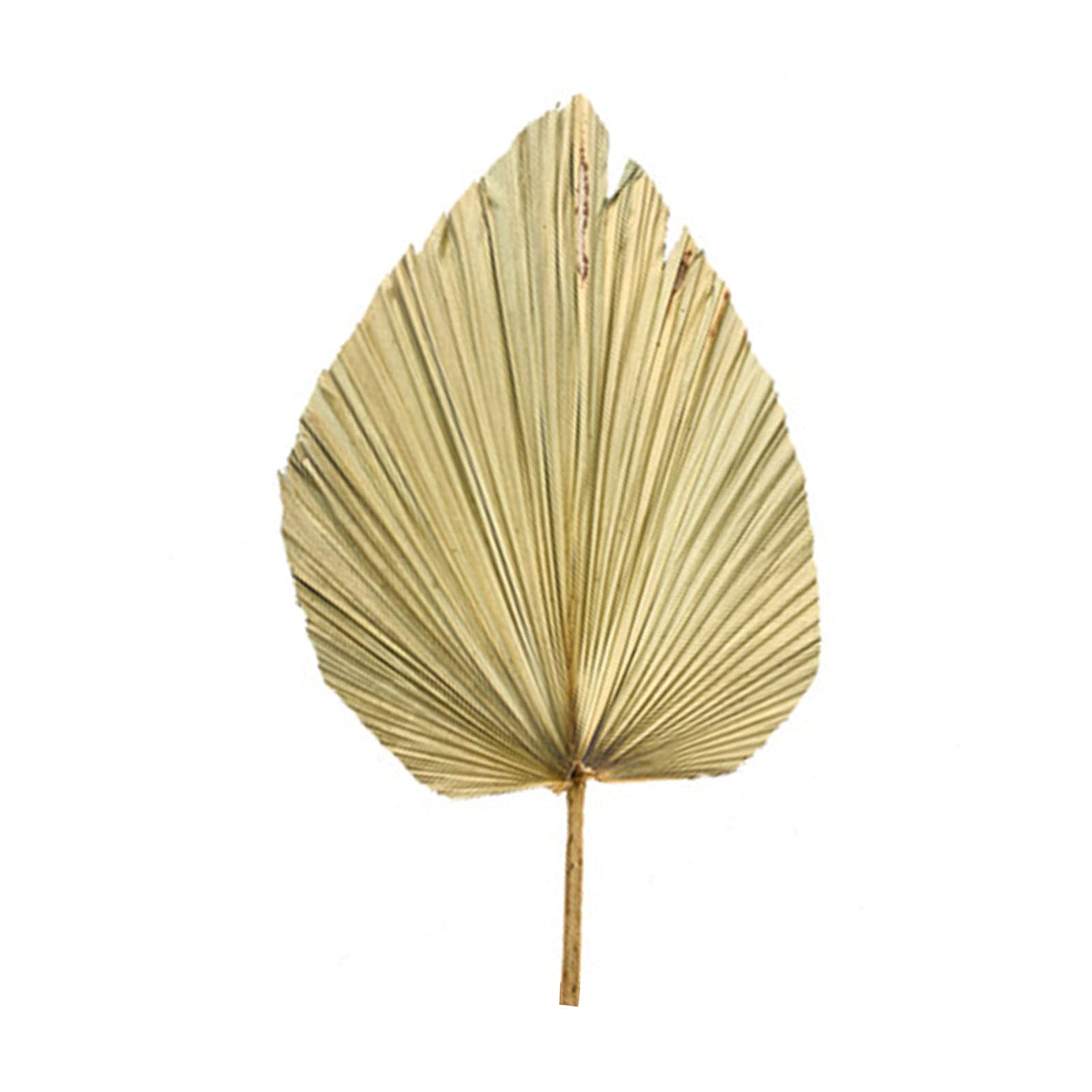 Dried Palm Fan Leaves for Wedding Arch Decor, Party Wall Hanging, Window Reception & Home Art Decoration - Natural Boho Tropical Decor for Events, Parties & Home Styling