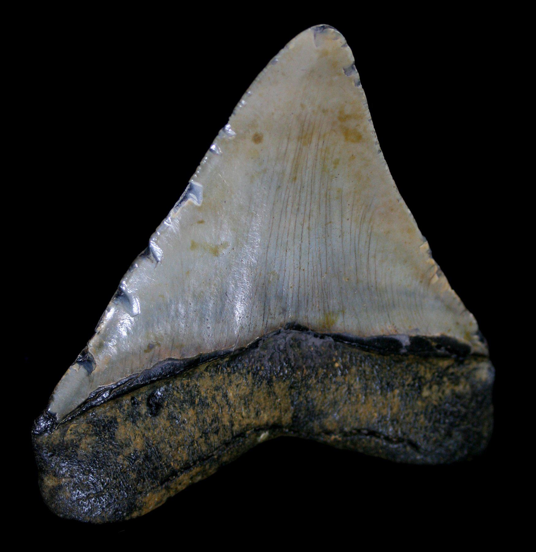 Authentic Megalodon Shark Tooth Fossil - Collector's Specimen #23 for Home Decor, Science Education & Gift Ideas