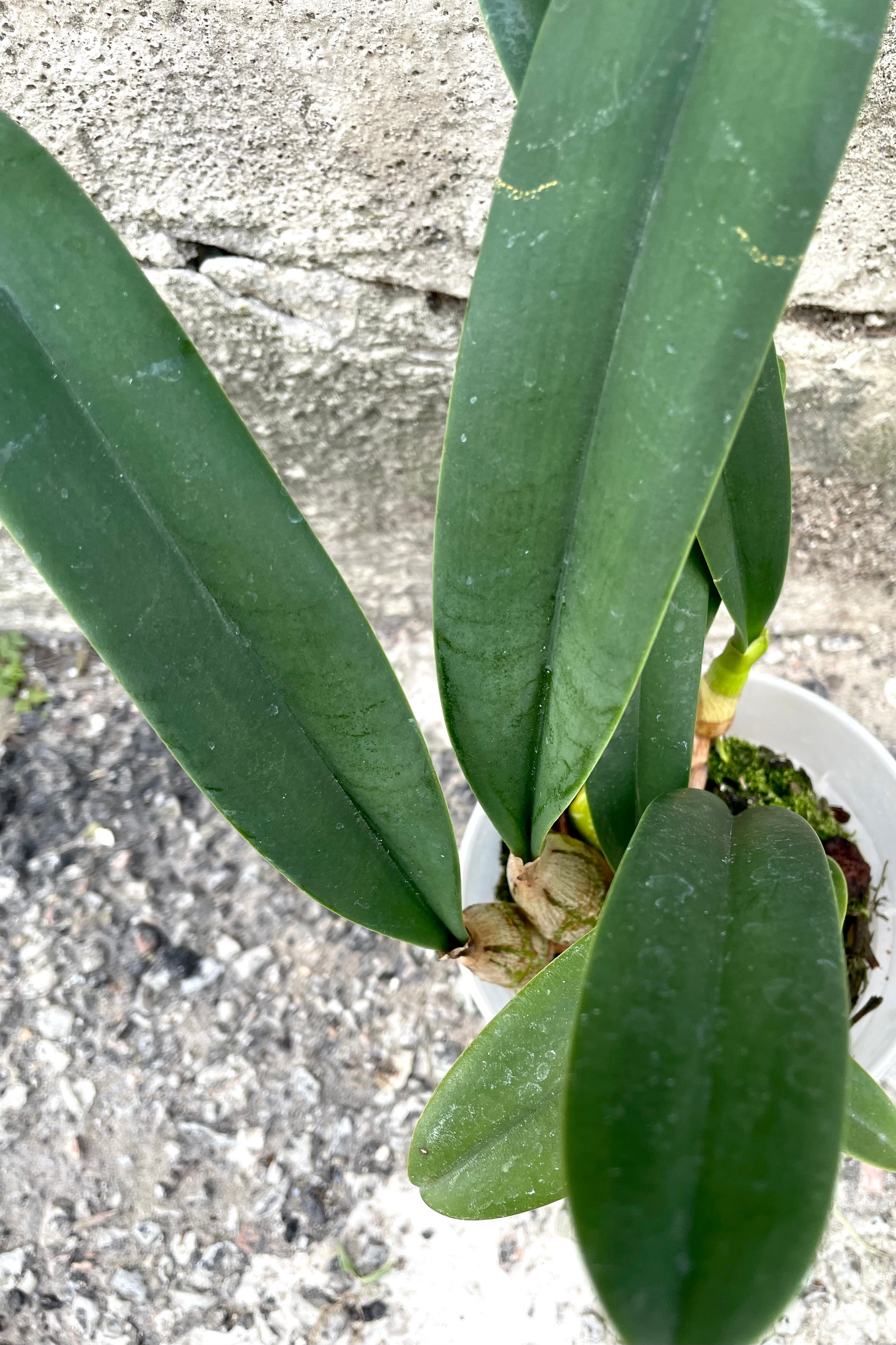 Exotic Bulbophyllum Orchid Plant - 3.5