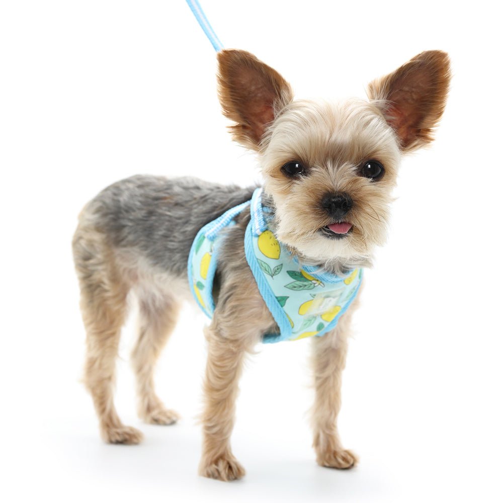 EasyGo Blue Dog Harness for Small & Medium Dogs - Adjustable Pet Vest with Handle, Reflective Strips for Safety - Perfect for Walking, Hiking & Outdoor Adventures