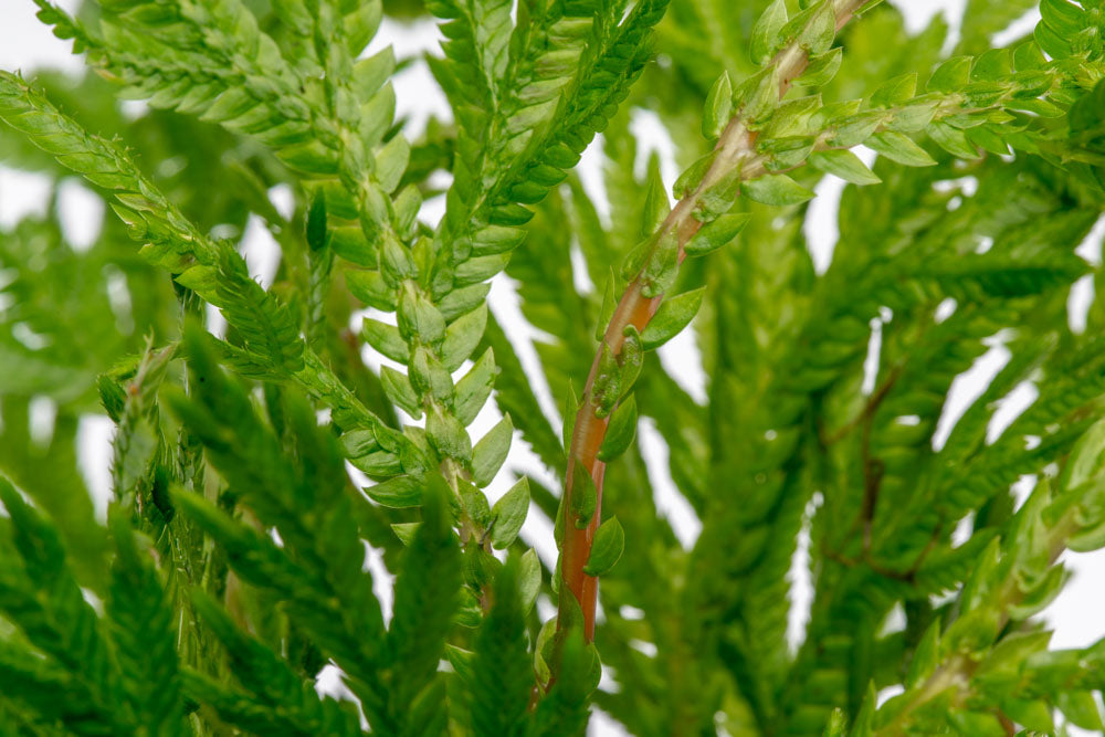 Selaginella Moellendorffii - Premium Live Plant for Home & Garden Decor | Perfect for Terrariums, Fairy Gardens, and Indoor Greenery