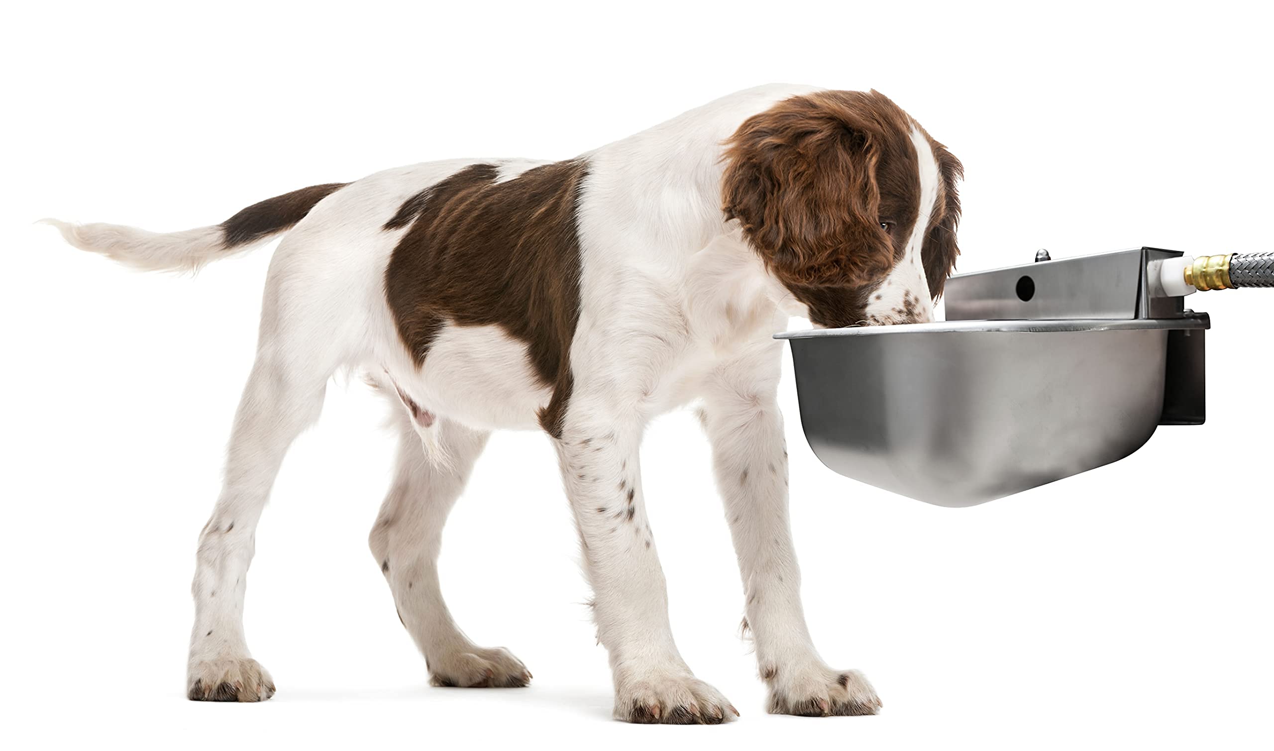 Rust-Proof Stainless Steel Automatic Dog Water Bowl Dispenser for Outdoor Use - Easy to Clean & Sanitize, Quick Setup with Fresh Water Refill - Ideal for Dogs, Pets, and Farm Animals - Perfect for Backyards, Kennels, and Barns