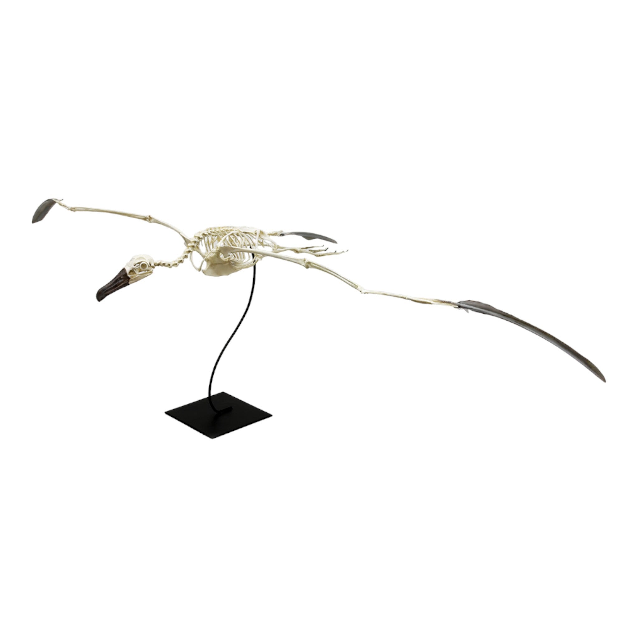 Authentic Replica Black-Footed Albatross Skeleton Model - Lifelike Bird Bone Structure for Science Education, Museum Display & Home Decor