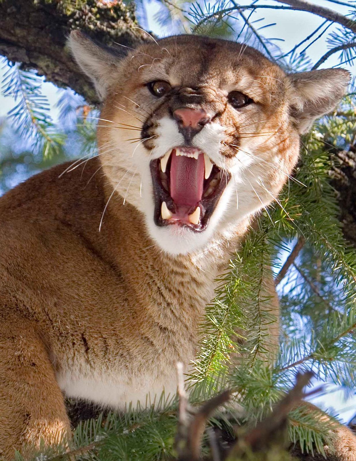 Cougar Portrait Glossy Poster - High Quality Puma Mountain Lion Photo Print for Wall Decor | Perfect for Home, Office & Wildlife Enthusiasts