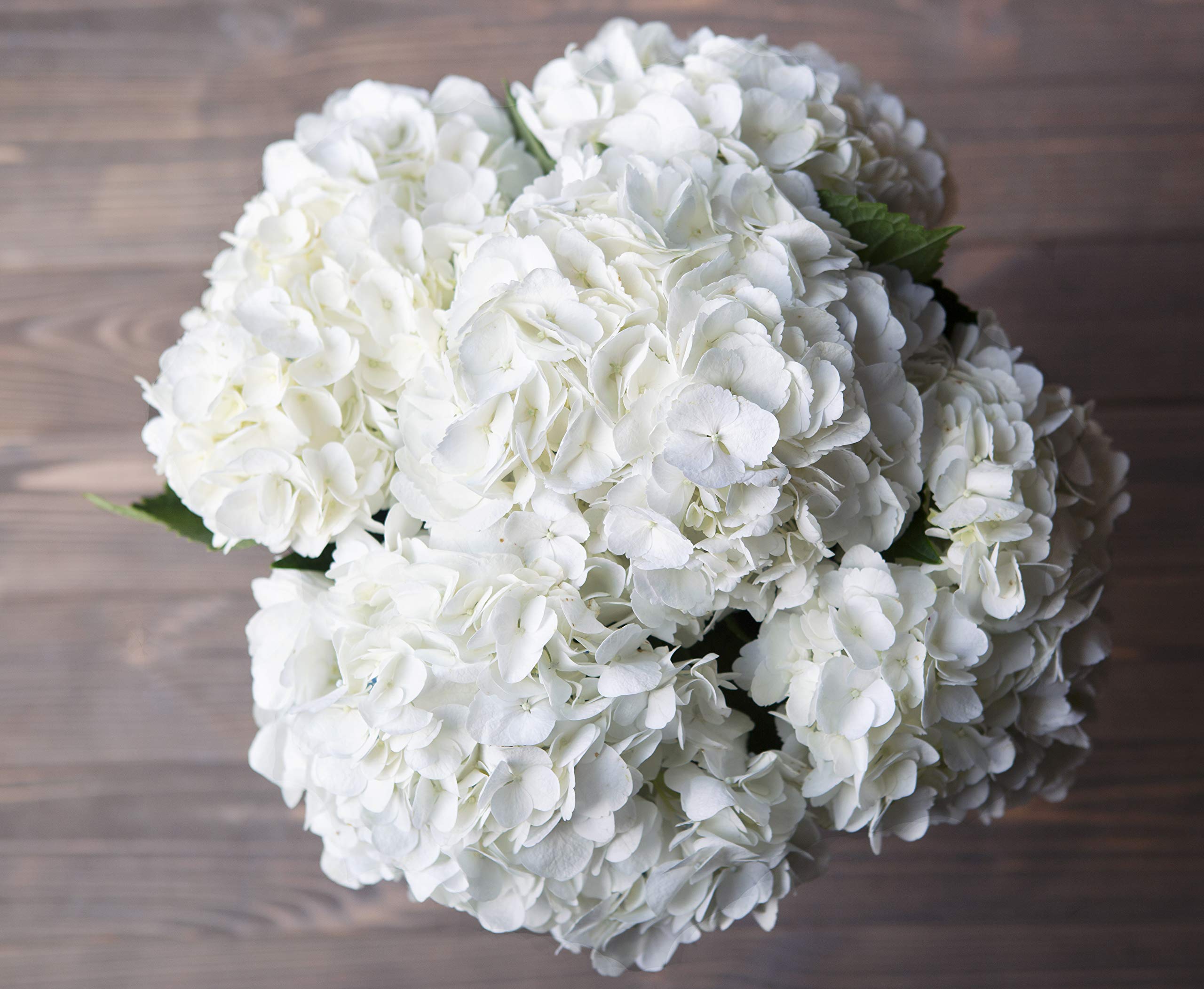 5 Fresh White Hydrangea Flowers in Vase - Farm Fresh Cut Floral Arrangement by Arabella Bouquets | Perfect for Birthday Gifts, Anniversary, Get Well Soon, Sympathy & Home Decor | Wedding Centerpiece, Table Decor, Living Room Accent