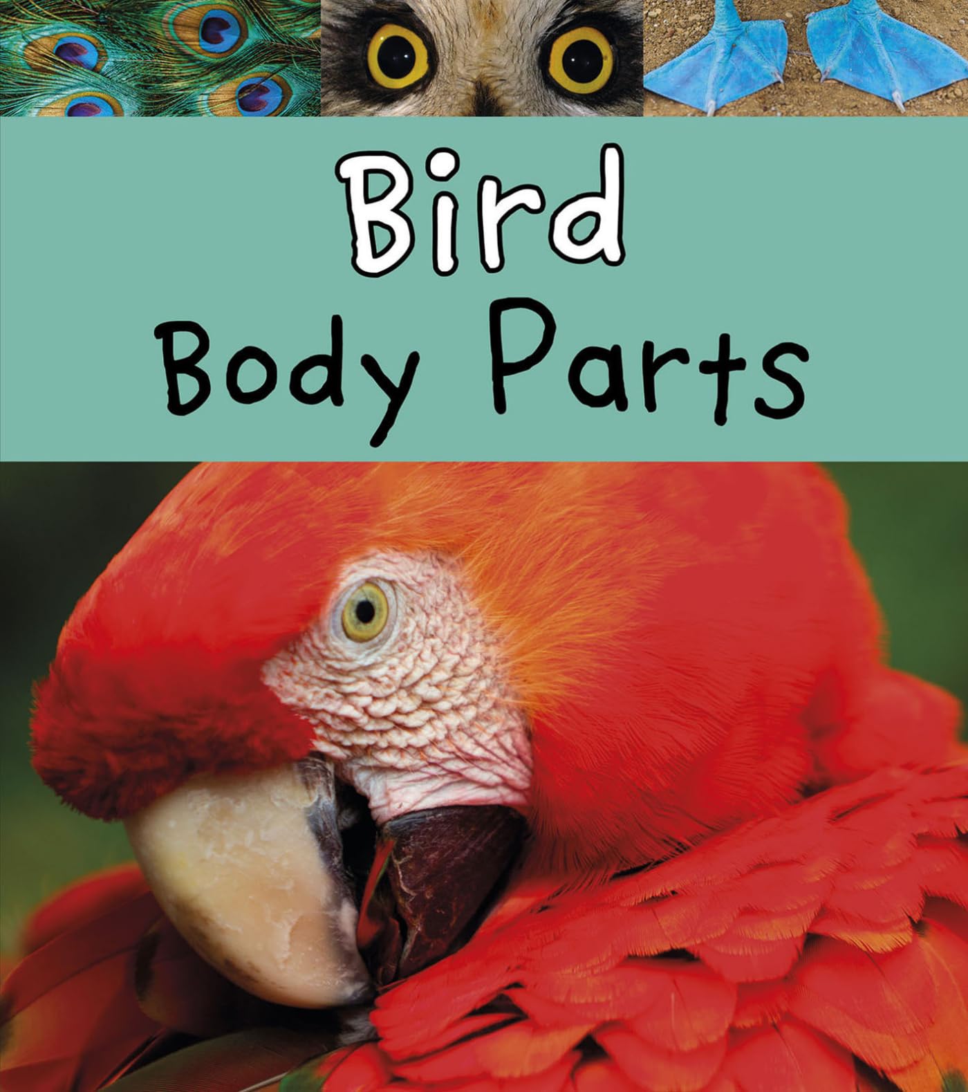 Bird Body Parts - Animal Anatomy & Biology Study Guide for Students & Teachers | Perfect for Classroom Learning & Science Projects