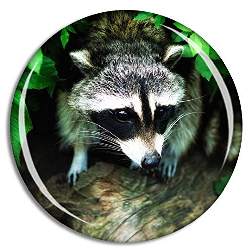 Raccoon1