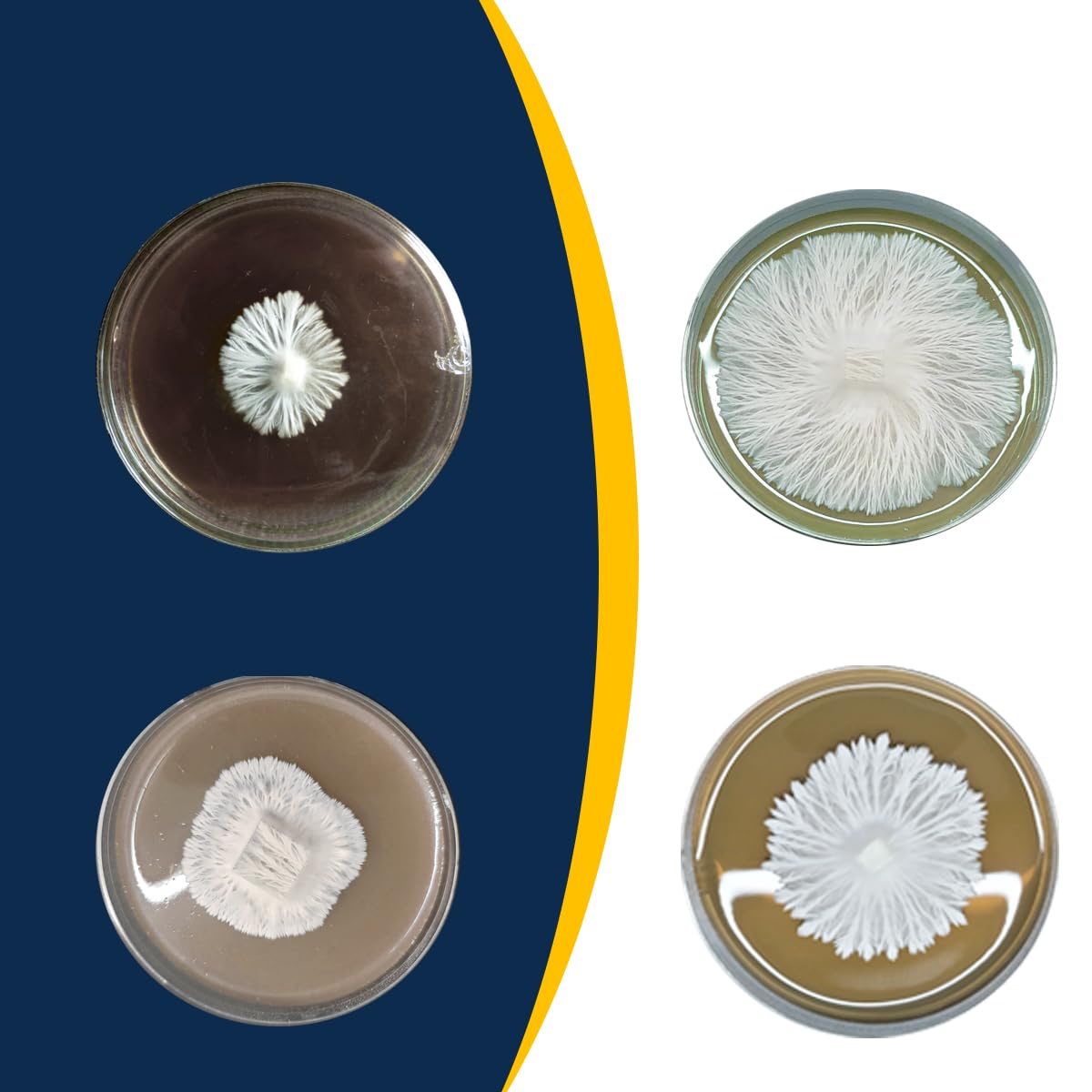 Premium Prepoured Malt Extract Agar (MEA) Petri Dishes for Mushroom Cultivation - 10 Sterile Agar Plates Ready to Use | Ideal for Mycology Labs, Home Growers & Science Experiments