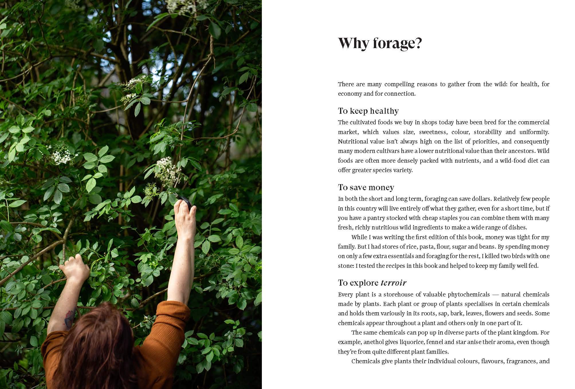 The Forager's Treasury: Essential Guide to Finding & Using Wild Plants in New Zealand - For Hiking, Camping & Sustainable Living