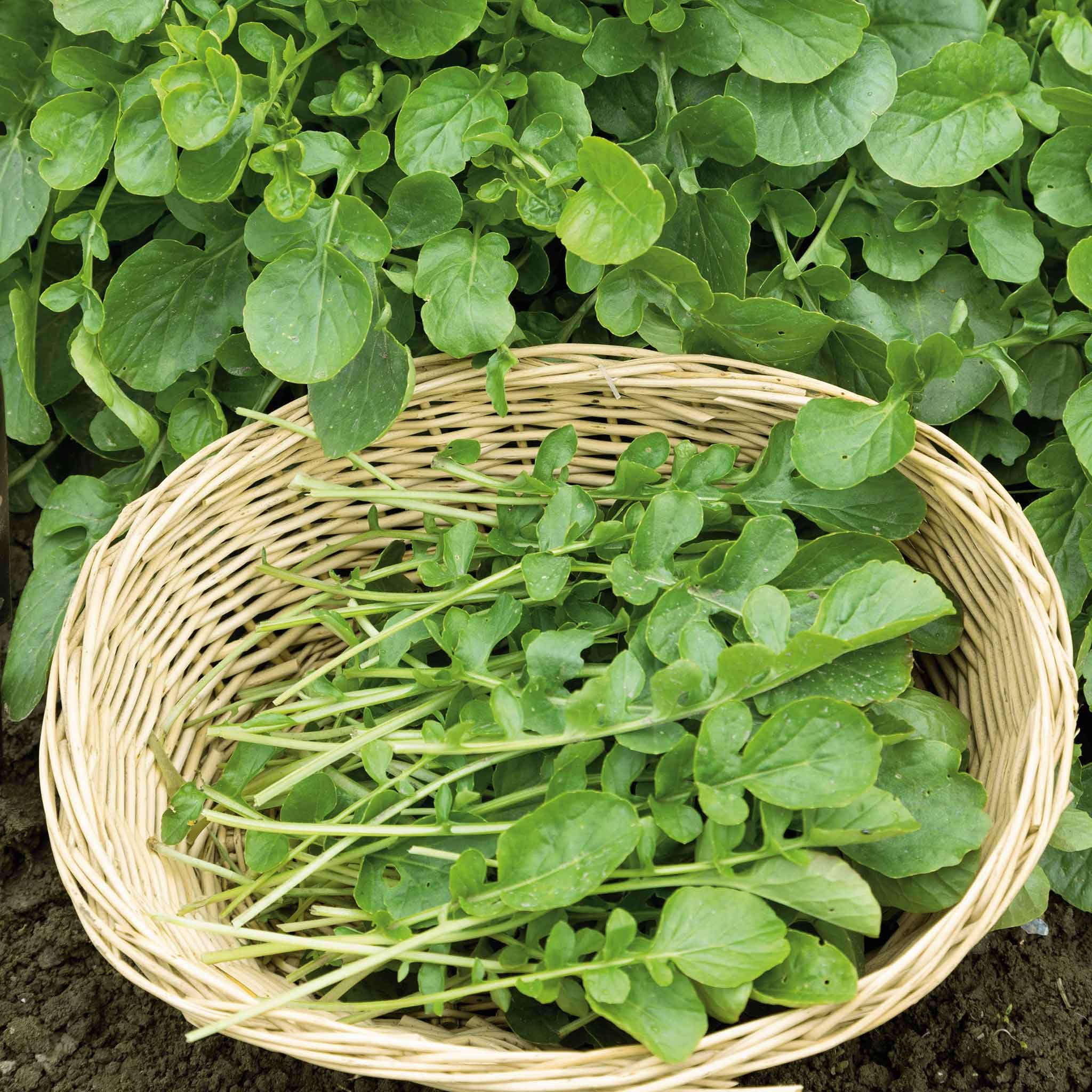 Organic Upland Cress Seeds - 5 Lbs Bulk Non-GMO Open Pollinated Fast Growing Vegetable Seeds for Container Gardening, Hydroponics & Home Garden - Perfect for Salads, Sandwiches and Microgreens