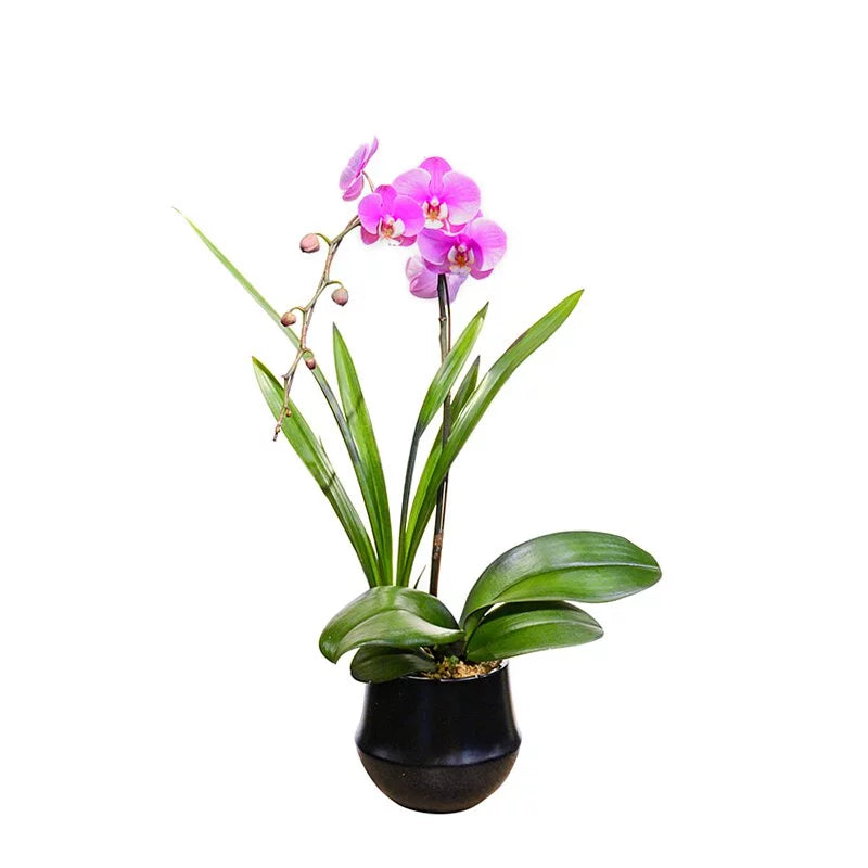 Pink Orchid (1 Stem) - Elegant Fresh Flower for Home Decor, Wedding Bouquets, and Special Occasions