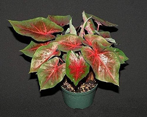 Caladium Blaze Bulbs (6 Pack) - Heat & Humidity Resistant Elephant Ear Plants for Tropical Gardens, Patio Decor & Shade Landscaping