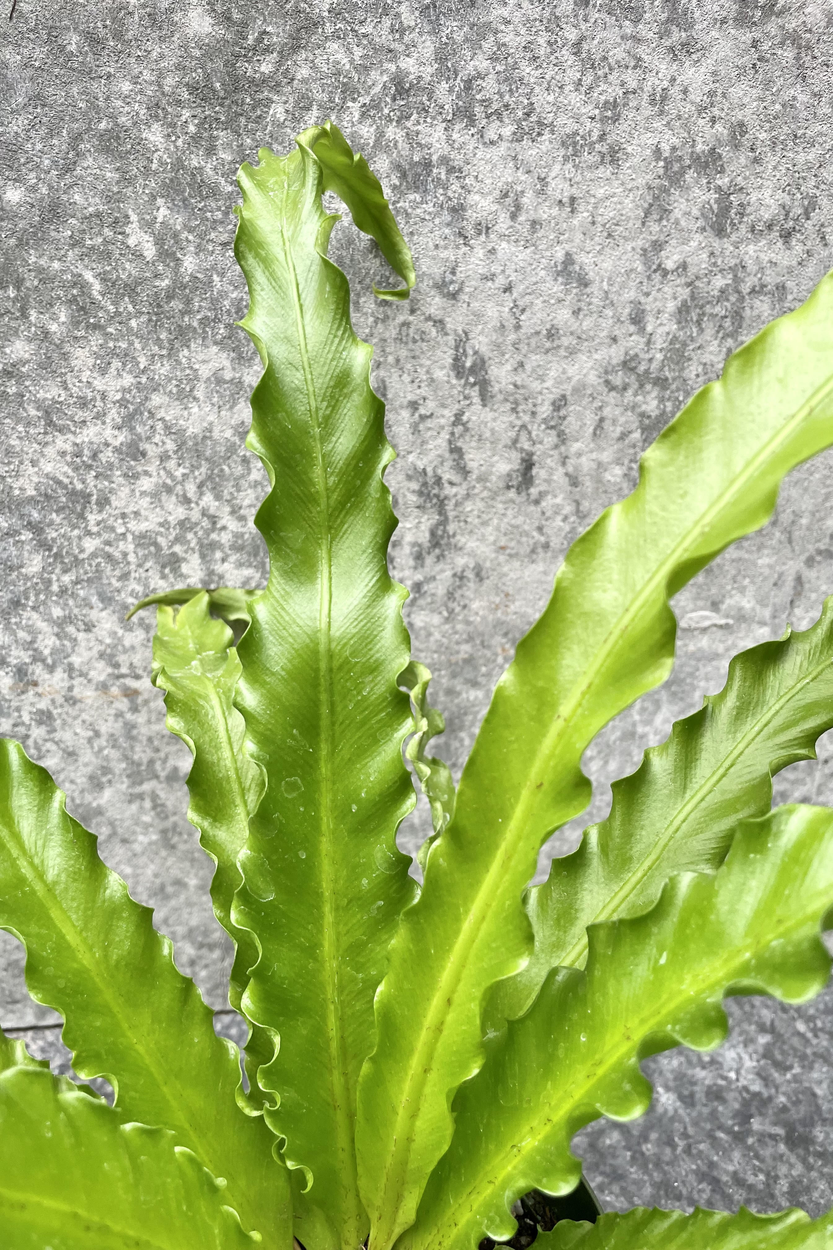 Asplenium Antiquum 'Victoria' - 4 Inch Japanese Bird's Nest Fern - Perfect for Indoor Houseplants, Office Decor, and Low Light Spaces
