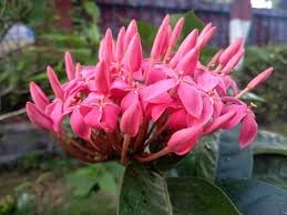 Ixora Plant - Tropical Flowering Shrub for Landscaping & Garden Decor | Perfect for Outdoor Gardens, Patios, and Poolside Areas