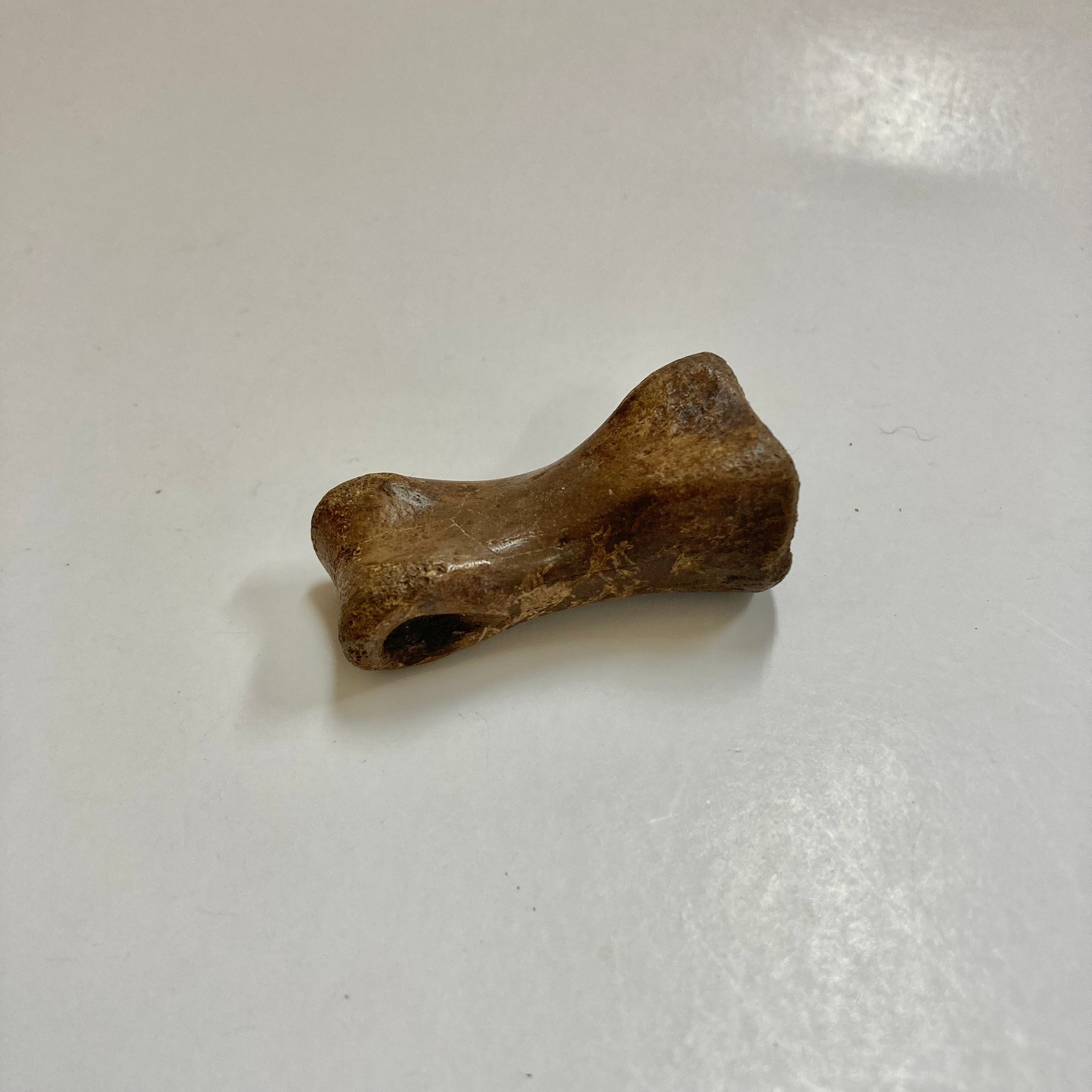 Authentic Struthiomimus Dinosaur Finger Bone Fossil - Rare Prehistoric Collectible for Paleontology Enthusiasts & Science Education Display