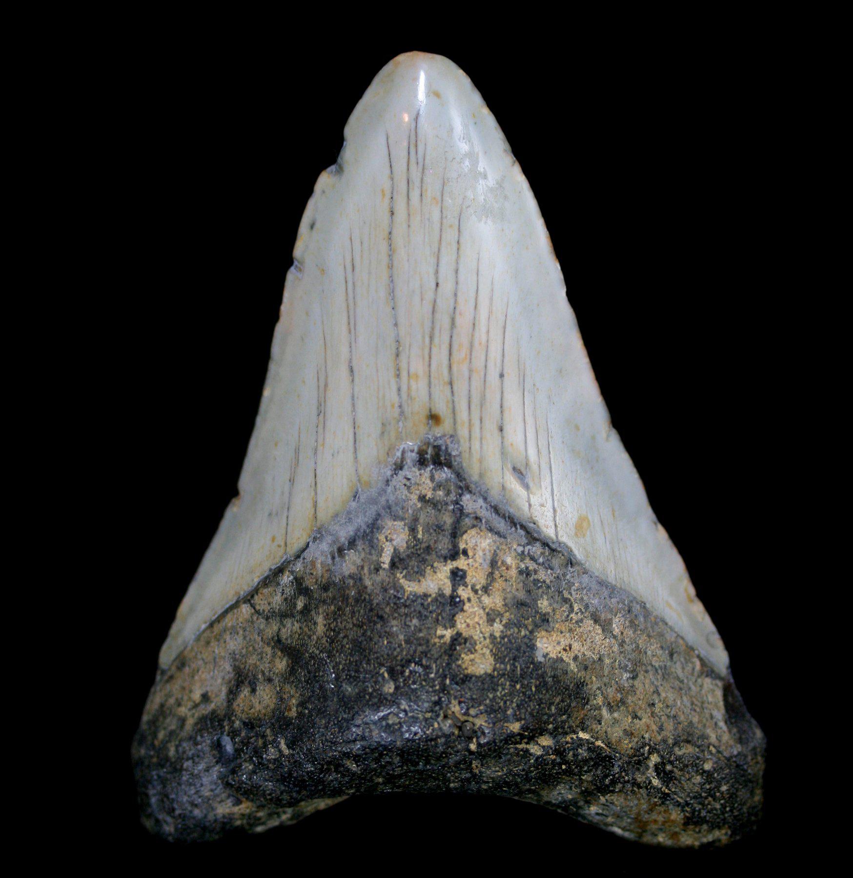 Authentic Megalodon Shark Tooth Fossil - Large Prehistoric Collector Specimen #17 - Perfect for Display, Education & Paleontology Enthusiasts