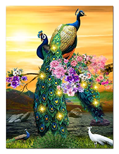 Peacock Sun
