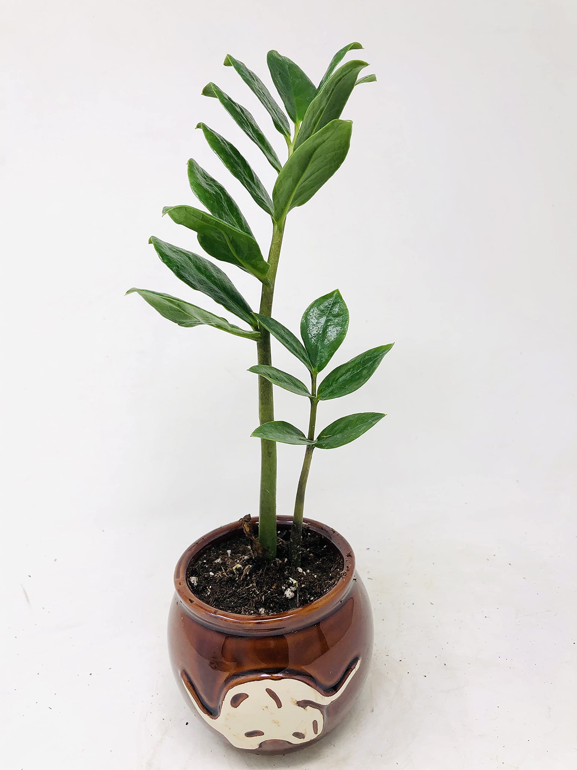 ZZ Plant 'Zamioculcas Zamiifolia' in Hand-Painted Elephant Pot - 3.5 Inch Indoor Houseplant for Home Office Decor, Low Maintenance Air Purifying Plant for Living Room, Bedroom & Workspace