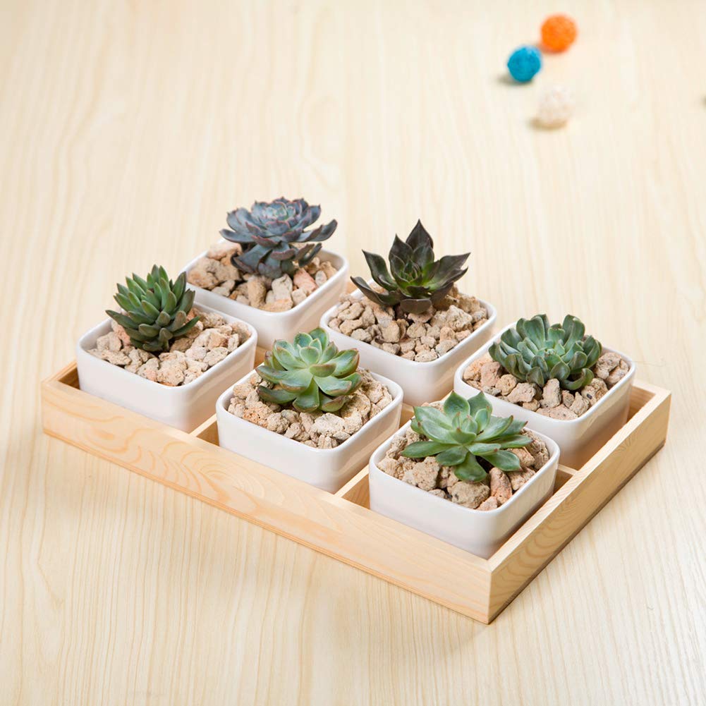 Walbest Succulent Plant Pot - Multi Grid Wooden Flower Planter Box with 3 Grids for Bonsai, Desktop Storage & Home Decor | Perfect for Office, Living Room & Indoor Plants