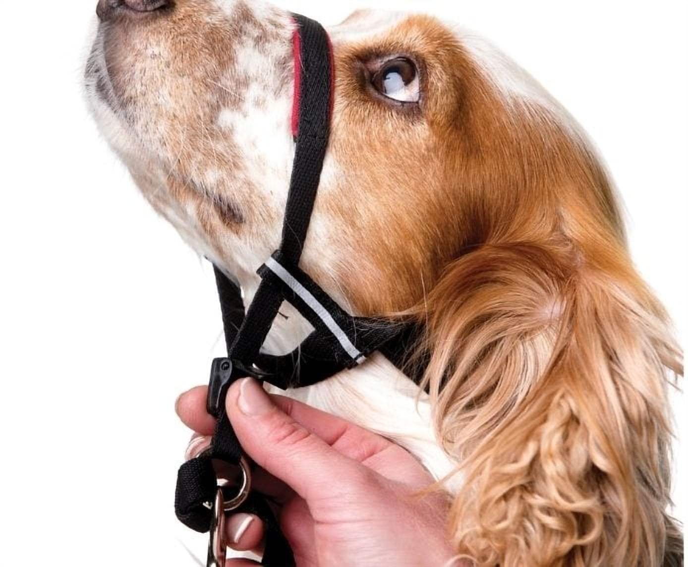 Company of Animals Halti Optifit Dog Headcollar - Gentle No-Pull Training Solution for Medium & Large Dogs - Perfect for Walking, Training & Behavioral Correction