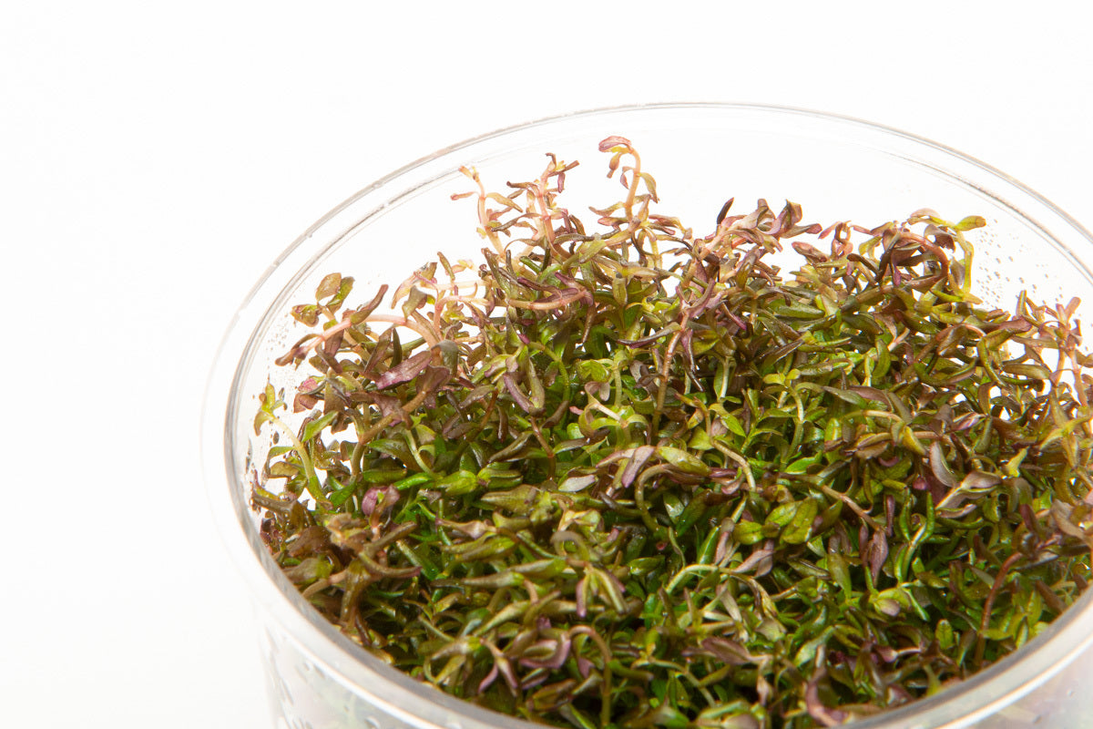 Rotala Macrandra Mini Tissue Culture - Live Aquatic Plant for Freshwater Aquariums | Perfect for Nano Tanks, Aquascaping & Planted Aquariums