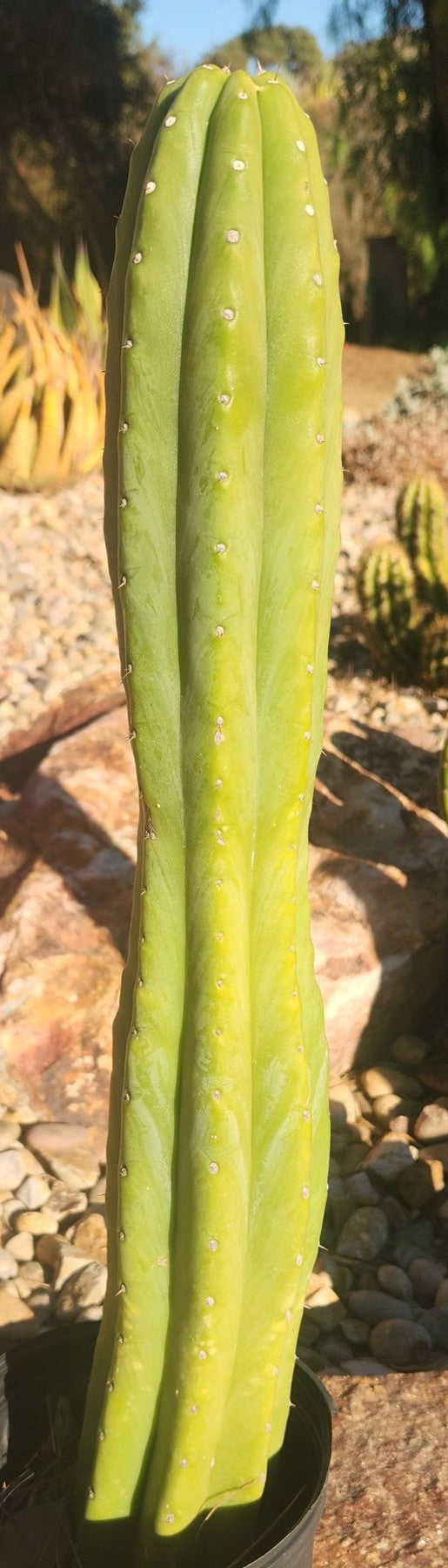EC122 EXACT Trichocereus Pachanoi Jiimz Juul 22