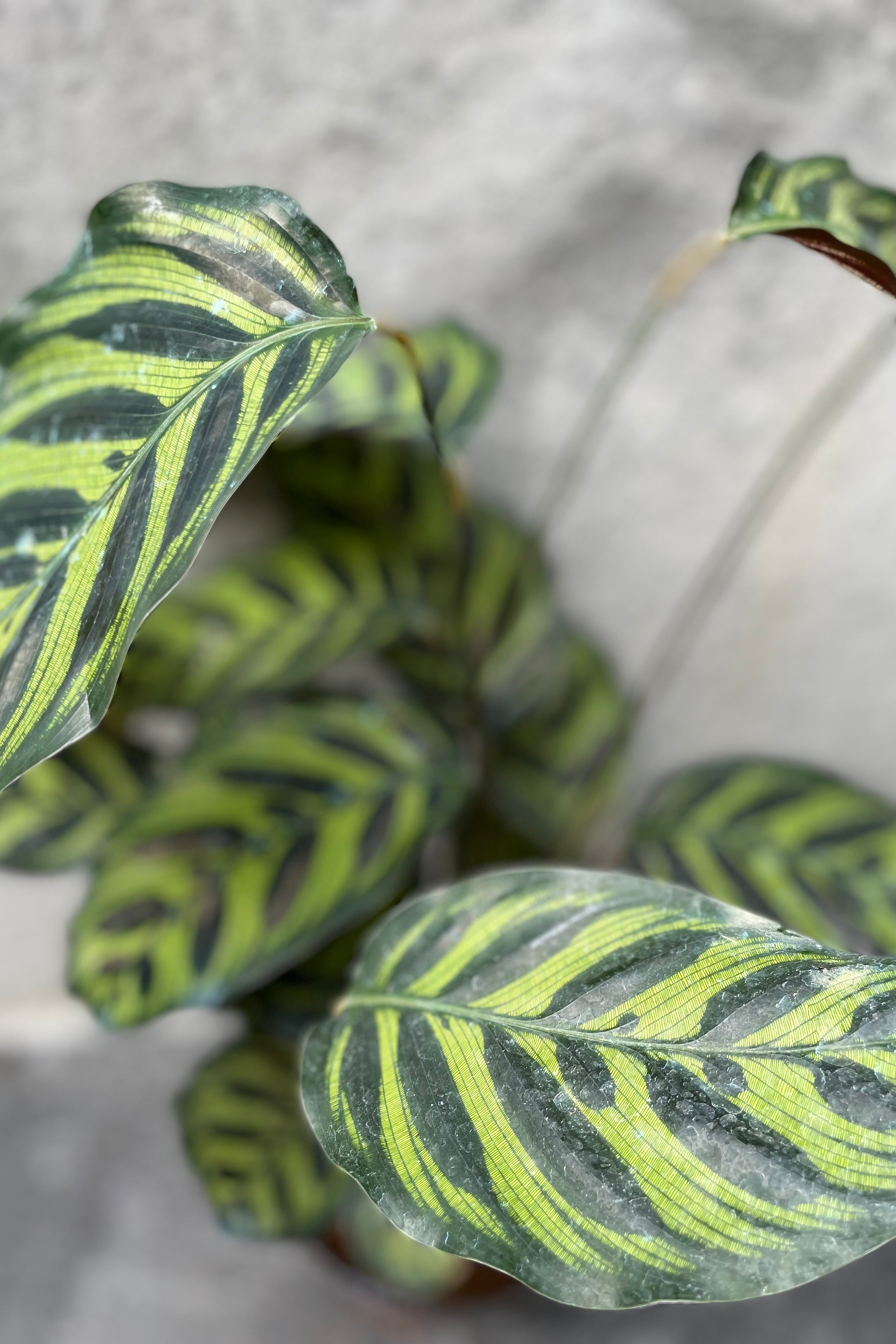 Calathea Makoyana Peacock Plant - 6