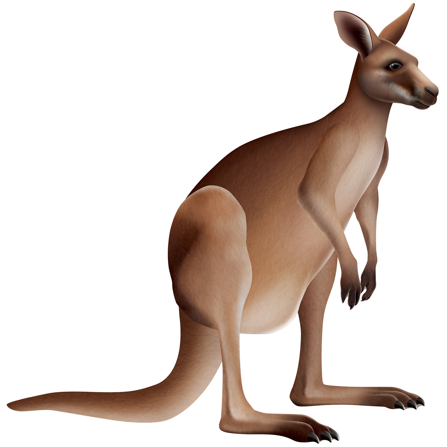 12 Pack Beistle Jointed Kangaroo Wall Decorations - Fun & Festive Party Supplies for Birthday, Baby Shower & Classroom Decor