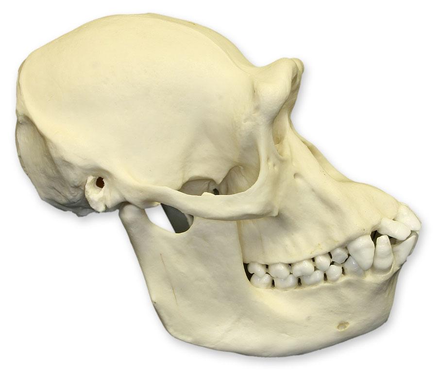 Authentic Replica Chimpanzee Skull - Female Specimen for Science Education & Home Decor | Perfect for Biology Classrooms, Museum Displays & Gothic Home Decor
