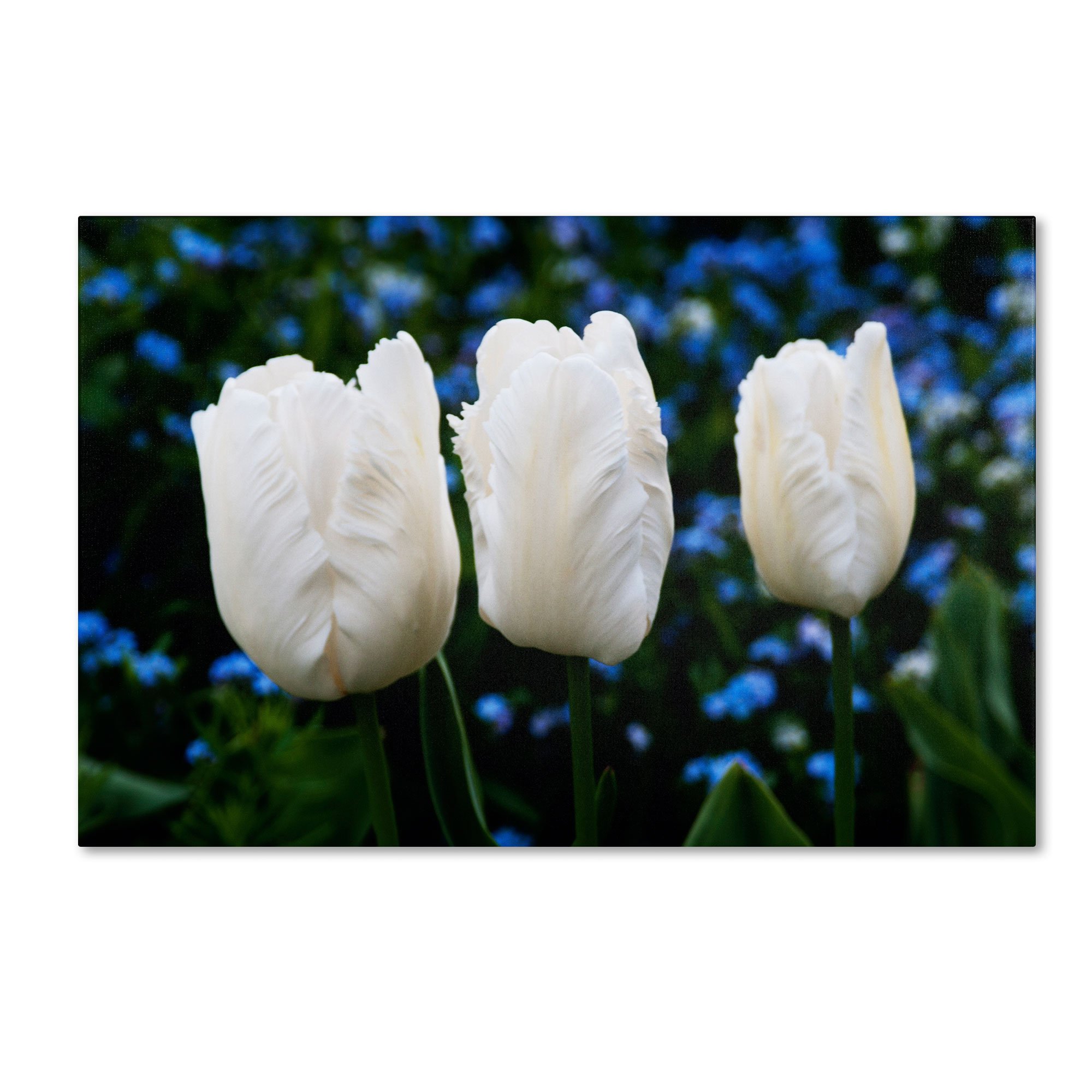 Kurt Shaffer 'Three Parrot Tulips' Canvas Wall Art Print - 12x19 Inches Floral Home Decor for Living Room, Bedroom & Office