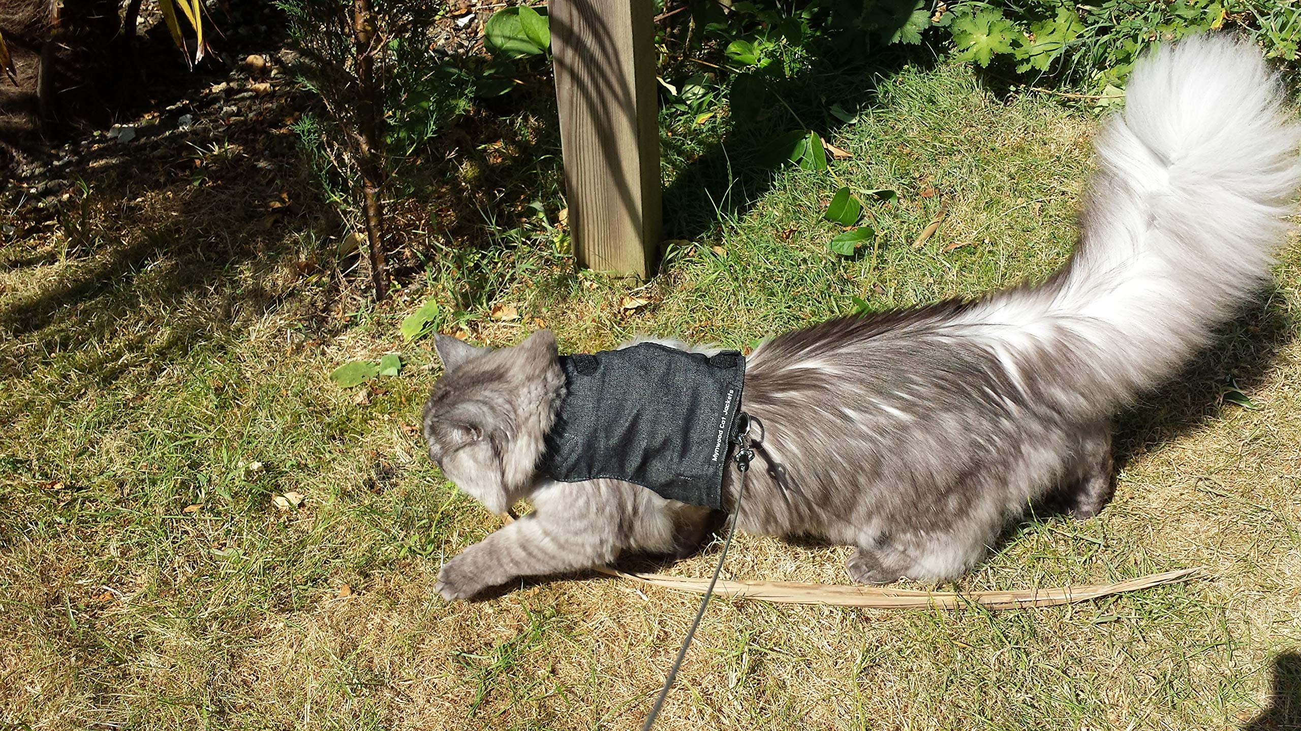 Premium Black Denim Cat Jacket & Harness for Adult Cats - Escape-Proof Walking Vest for Outdoor Adventures and Vet Visits