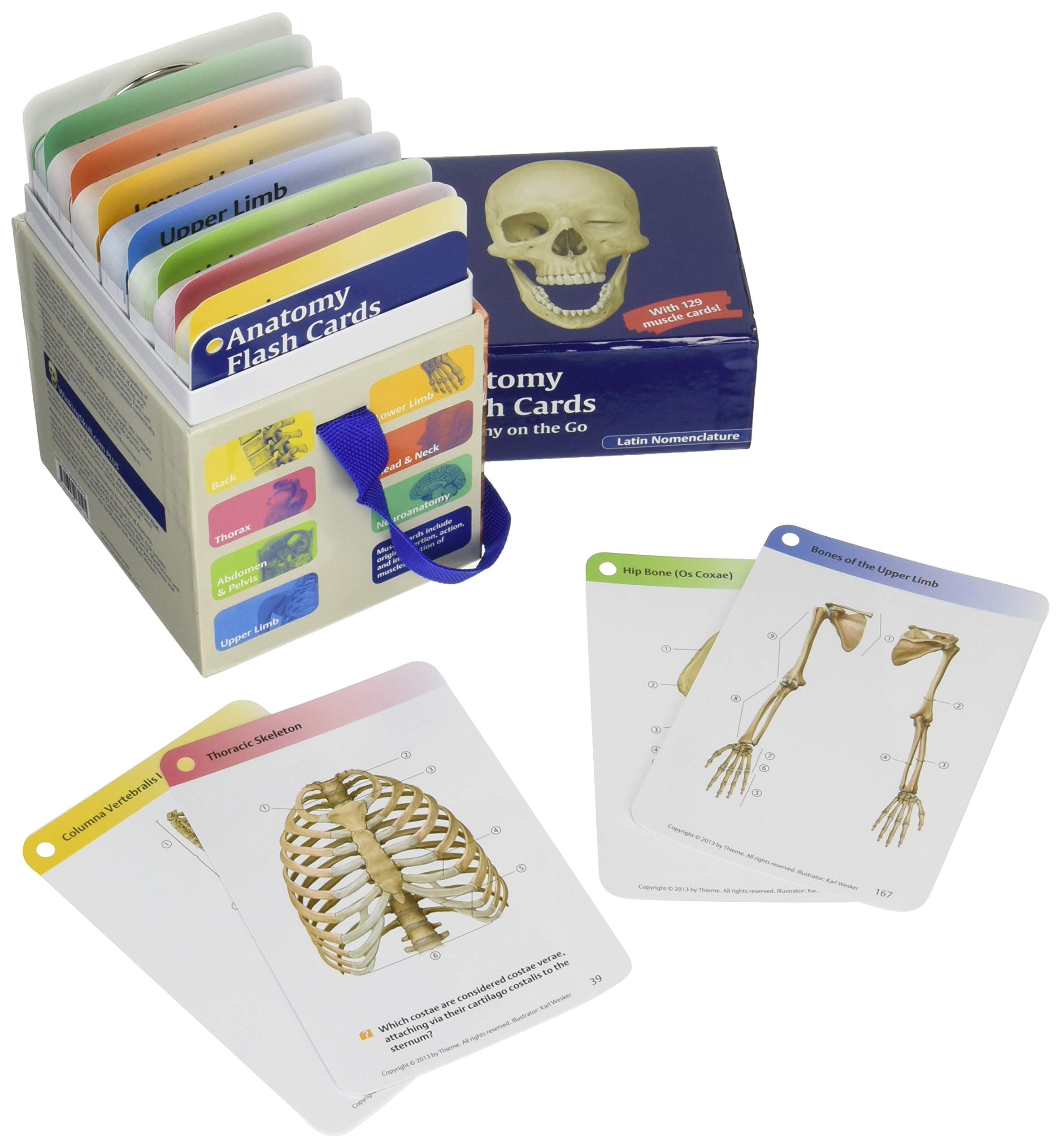 Anatomy Flash Cards: Latin Nomenclature Study Guide for Medical Students - Perfect for On-the-Go Learning & Exam Prep