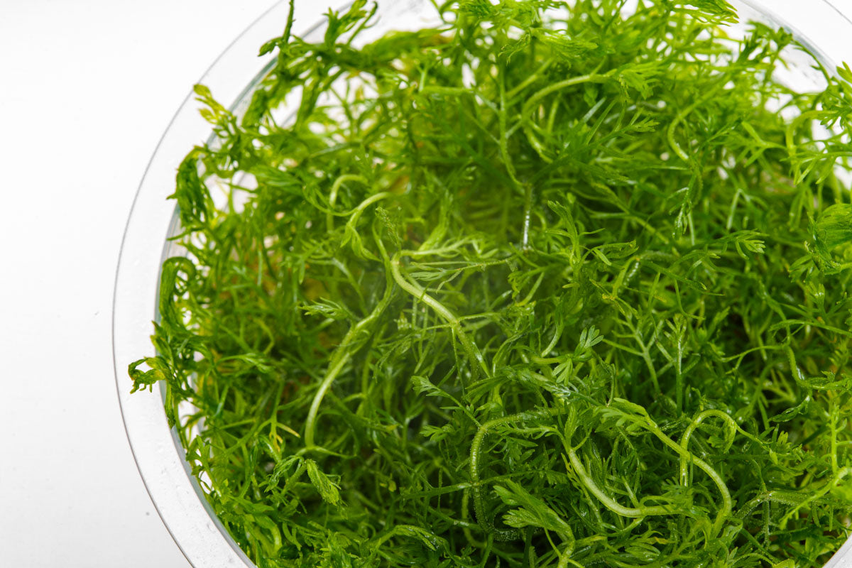 Hottonia Palustris Aquatic Plant Tissue Culture - Live Aquarium Plants for Fish Tank Decor | Perfect for Freshwater Aquascaping & Shrimp Tanks