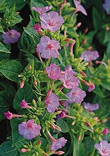 Mirabilis Four O'Clock Tea Time Rose Pink Annual Flower Seeds - Perfect for Gardens, Landscaping & Outdoor Decor