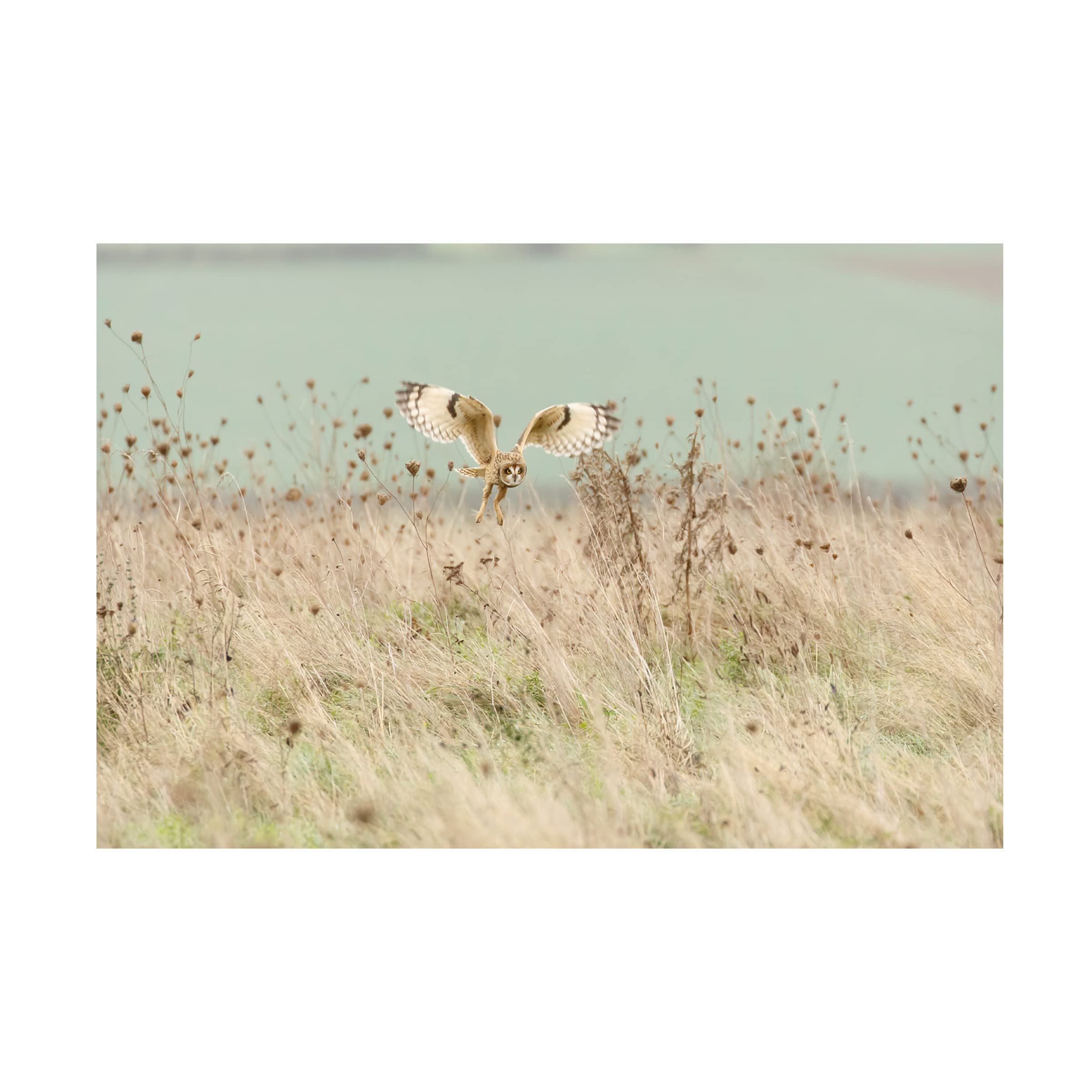 Trademark Fine Art 'Hunting Short Eared Owl' Canvas Wall Art Print by Prashant Meswani - Nature Wildlife Decor for Living Room, Bedroom & Office