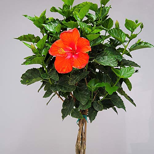 Braided Hibiscus Tree Live Plant - Red President Hibiscus - 38