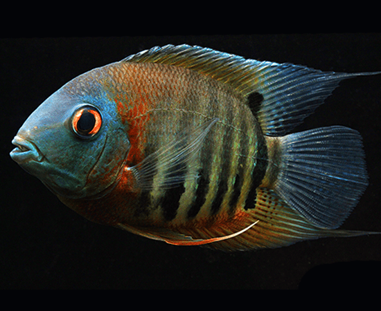 Premium Red Shoulder Severum Cichlid Fish - Vibrant Tropical Aquarium Fish for Home & Office Tanks | Perfect for Aquascaping & Community Aquariums