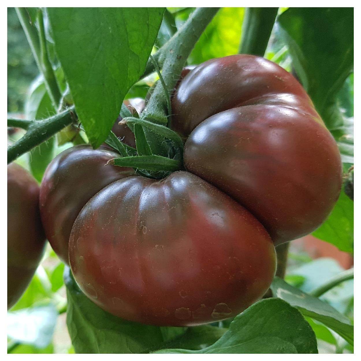 Everwilde Farms - 1/4 Lb Organic Black Krim Heirloom Tomato Seeds - Gold Vault Pack | Non-GMO, Open-Pollinated Seeds for Home Gardening, Greenhouses & Urban Farming