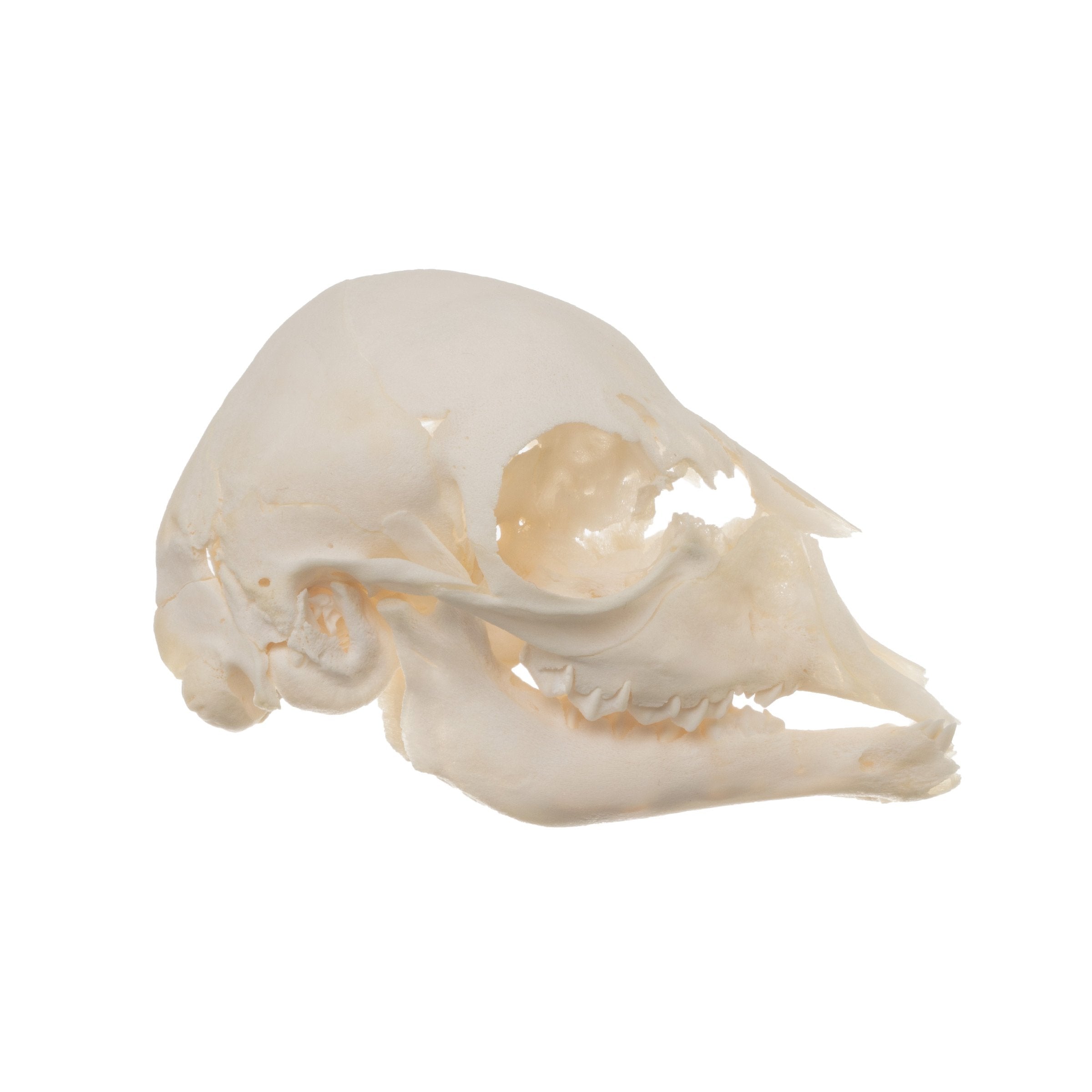Real Domestic Goat Skull - Authentic Fetal Goat Skull Specimen for Taxidermy, Oddities Collection & Gothic Decor | Perfect for Halloween, Witchcraft Altars & Dark Academia Aesthetics