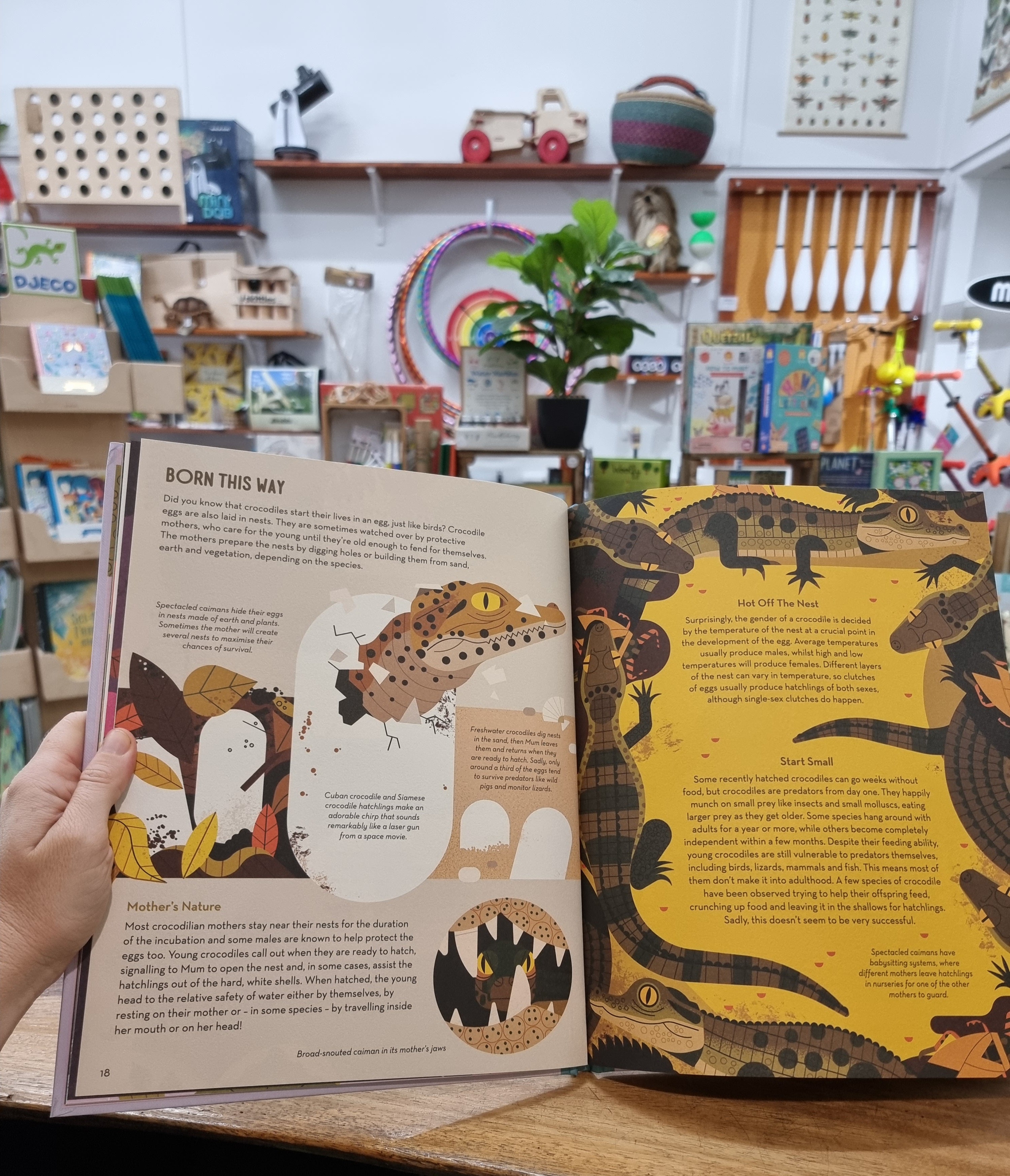 Curious About Crocodiles: Illustrated Animal Book for Kids by Owen Davey - Perfect for Bedtime Stories & Wildlife Education