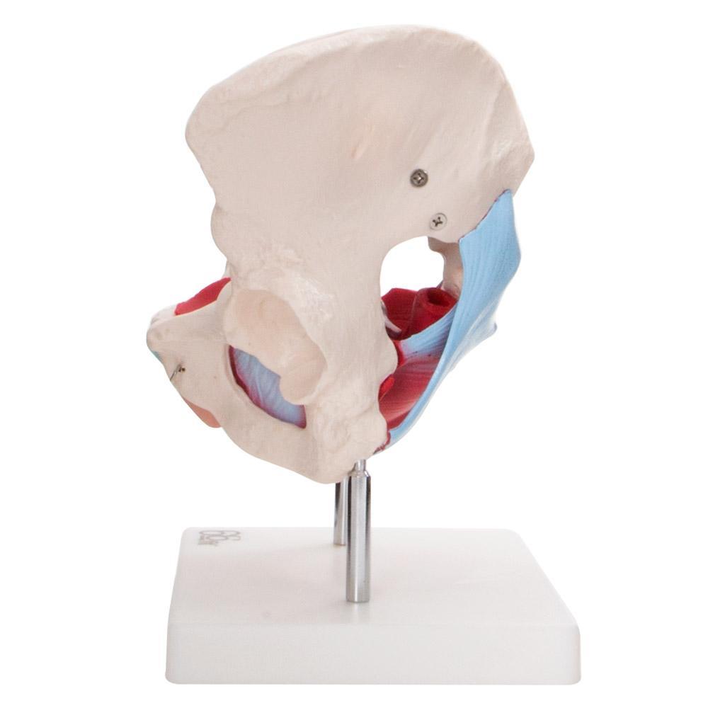 66Fit Female Pelvic Muscles & Organ Anatomical Model - Medical Education Tool for Gynecology, Physical Therapy & Nursing Training - Perfect for Classrooms, Clinics & Home Study