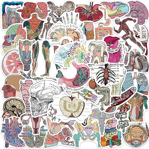 Anatomy