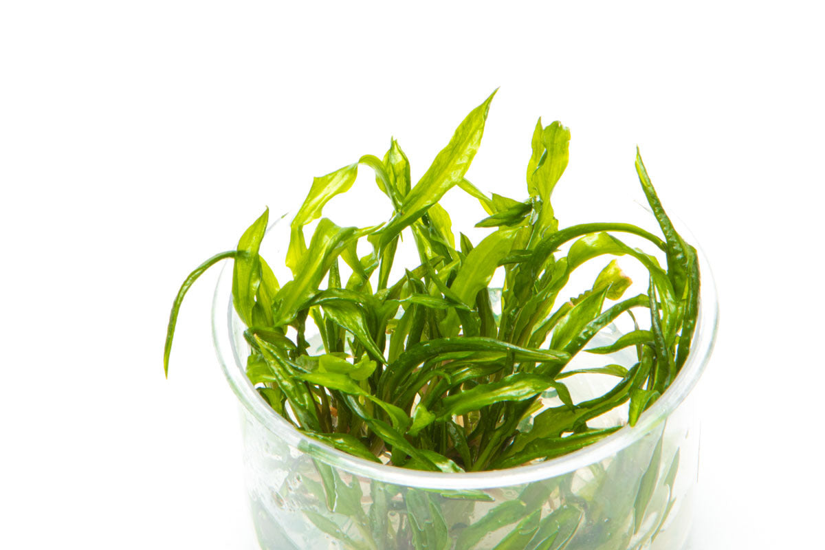 Cryptocoryne Balansae Aquatic Plant for Aquariums - Live Freshwater Plant for Fish Tanks, Ponds & Aquatic Gardens - Perfect for Aquascaping & Natural Habitat Setup