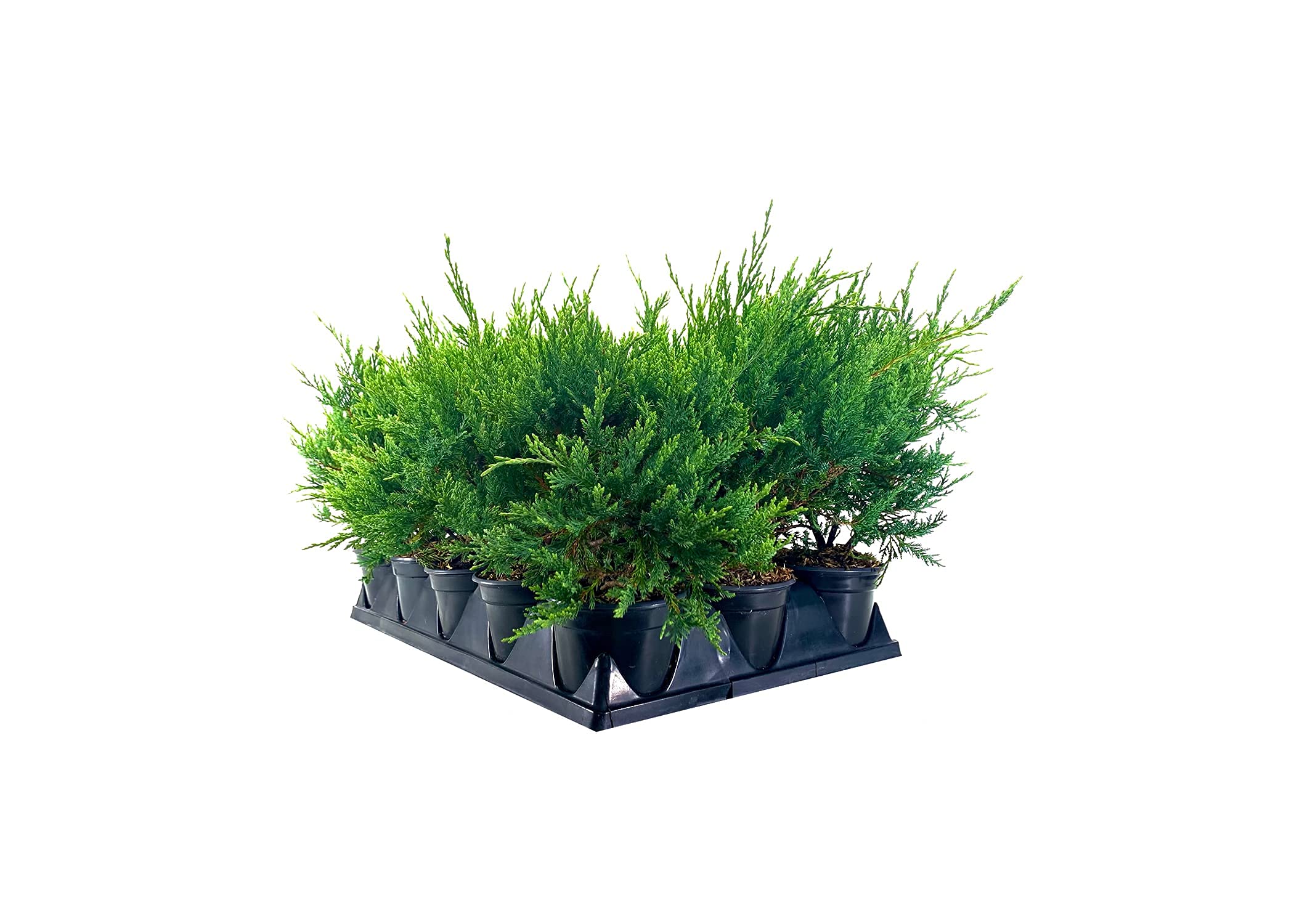 Juniper Sea Spray - 15 Live 4 Inch Pots - Juniperus Chinensis Plants - Drought Tolerant, Cold Hardy Evergreen Groundcover for Landscaping, Rock Gardens & Erosion Control