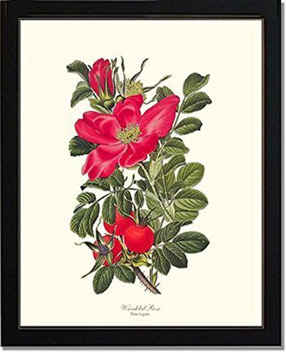 Vintage Red Rose Botanical Art Print - Wrinkled Rose by Redouté - 5x7, 8x10, 11x14 Sizes - Ready to Frame - Perfect for Home Decor, Office Wall Art & Gift Ideas