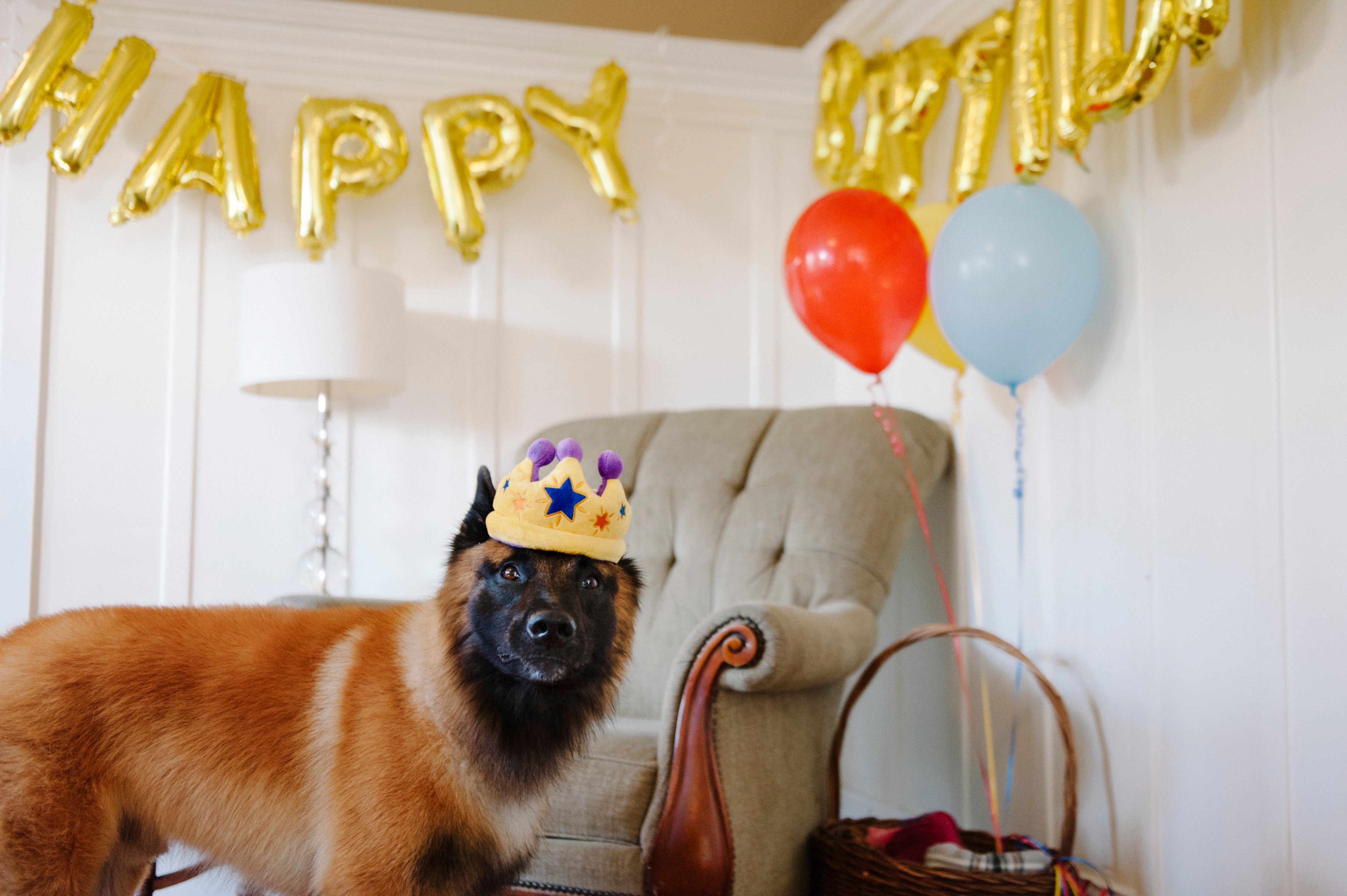 La Corona Dog Toy Plush Party Time™ for Dogs - Soft & Durable Chew Toy for Small & Large Breeds | Perfect for Playtime, Training & Birthday Parties | Pet P.L.A.Y.